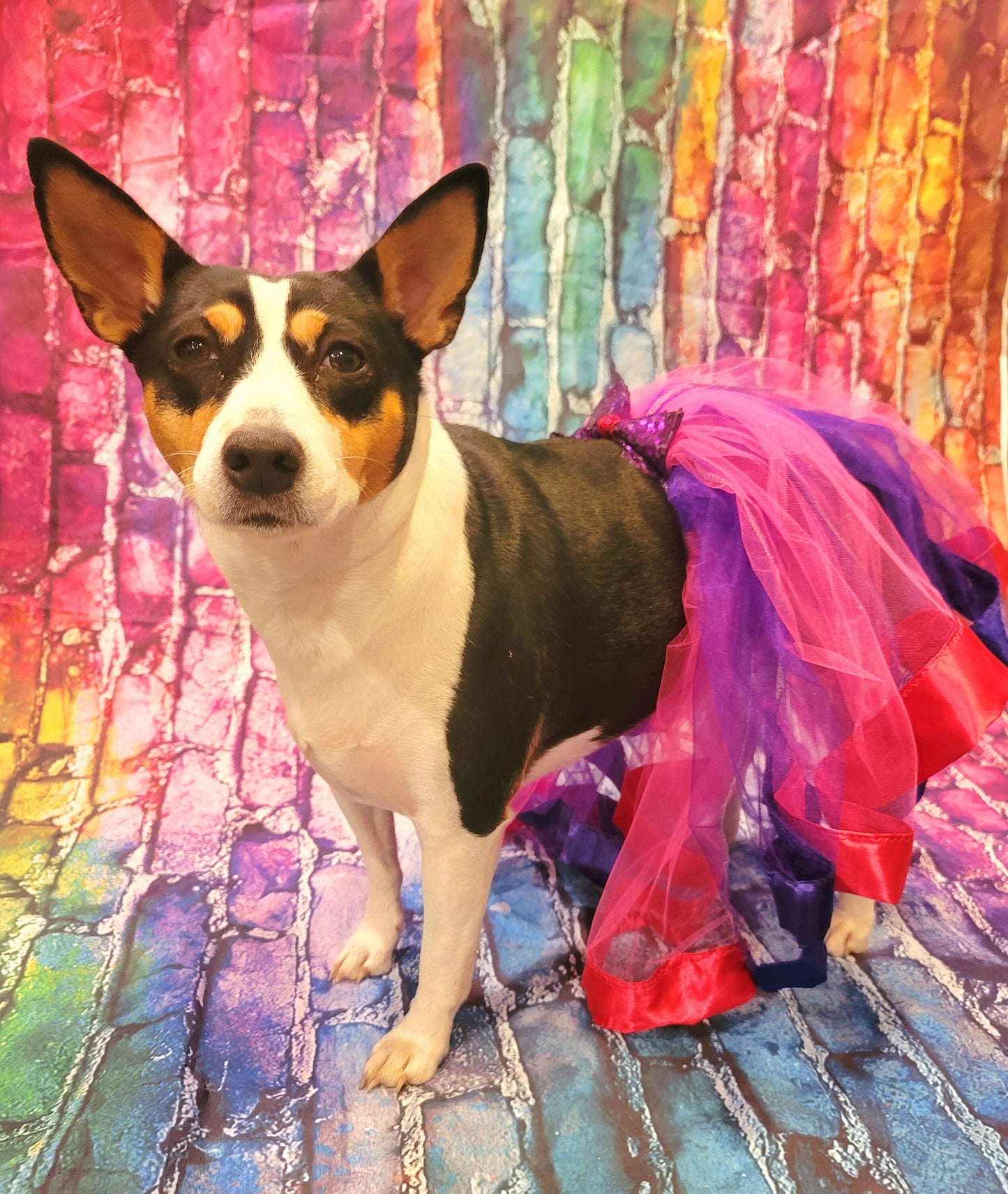 Pet Tutu, Dog Tutu, Cat Tutu, pet birthday tutu, pet skirt, dog skirt, cat skirt, tulle pet skirt, tulle dog skirt, tulle cat skirt