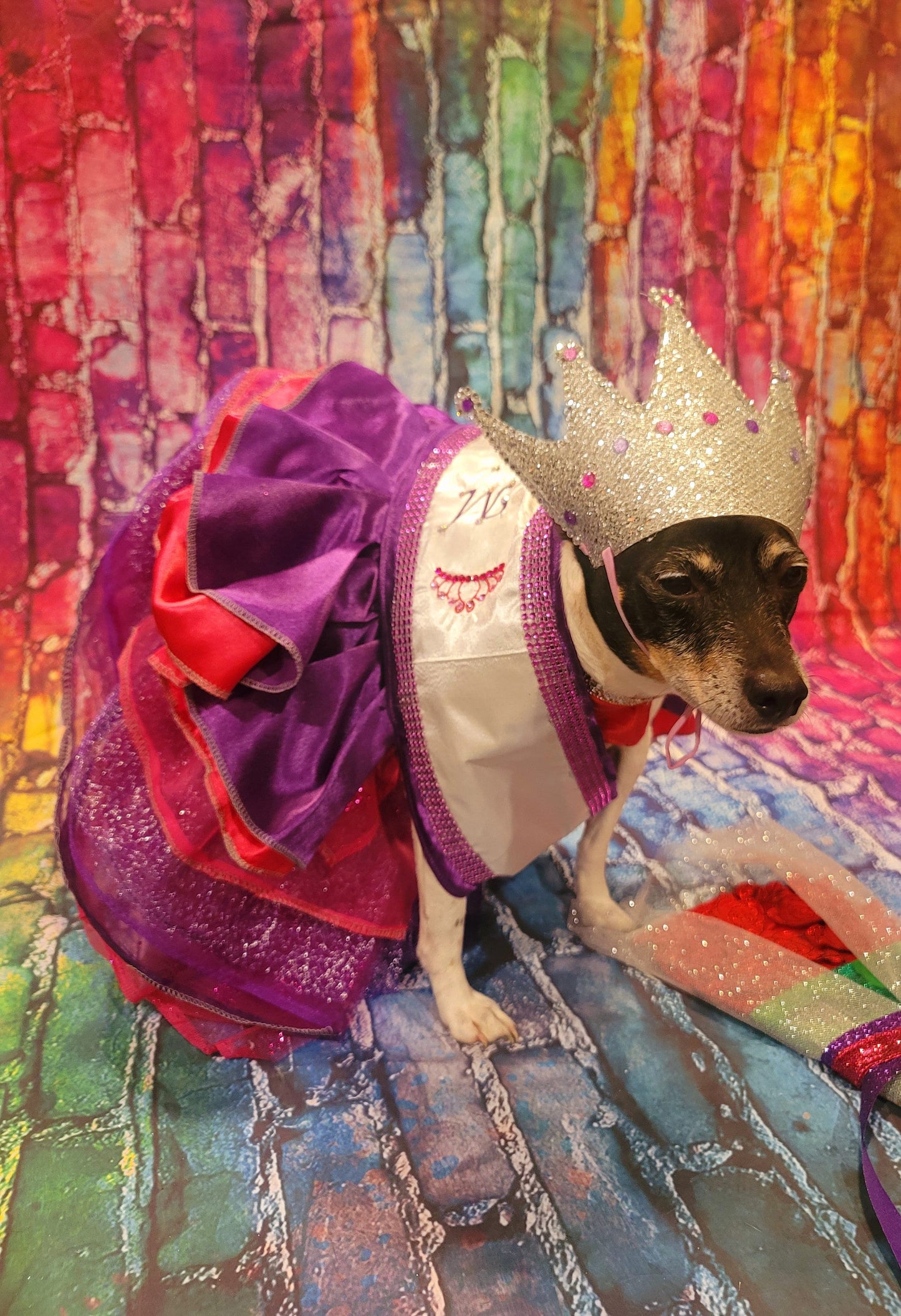 Miss America Pet Costume, Pagent Pet Costume, Princess Pet Costume, Miss America Dog Costume, Cat Costume, Princess Dog Dress, Queen Pet