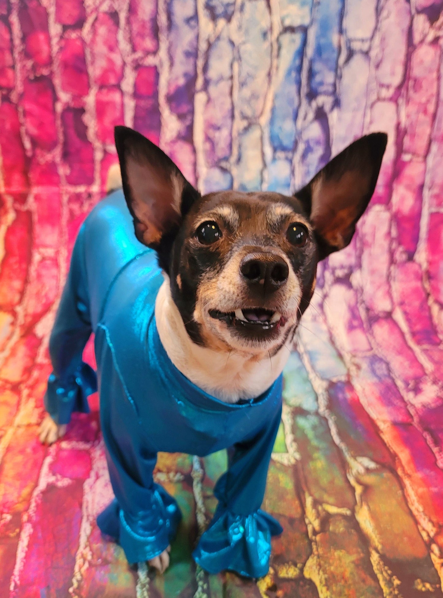 - Stretch pet body suit, metallic pet body suit, Stretch dog body suit, Stretch cat body suit, metallic dog body suit, bell bottom pet suit