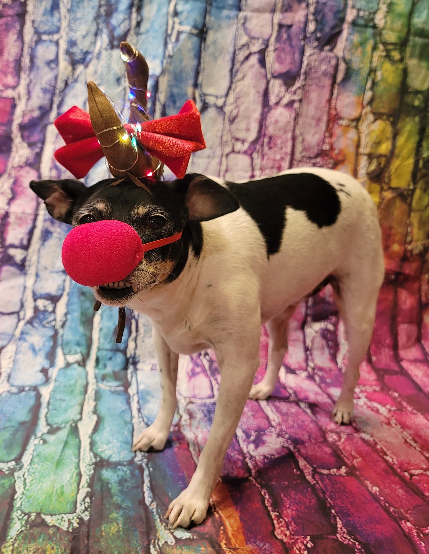Max the Grinch pet antlers, Max the grinch that stole Christmas dog antlers, light up pet antlers, cat antlers, The Grinch Max antlers