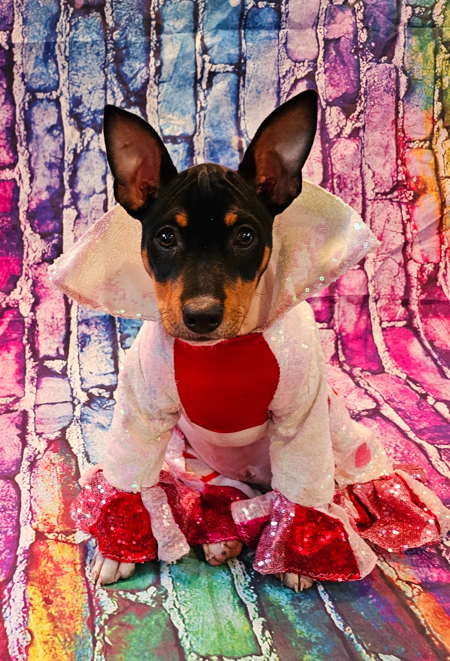 Valentine Pet Costume, Cupid Pet Costume, Cupid dog costume, Be Mine Pet Suit, Sequin pet clothes, Embroidered pet clothes, Valentine dog