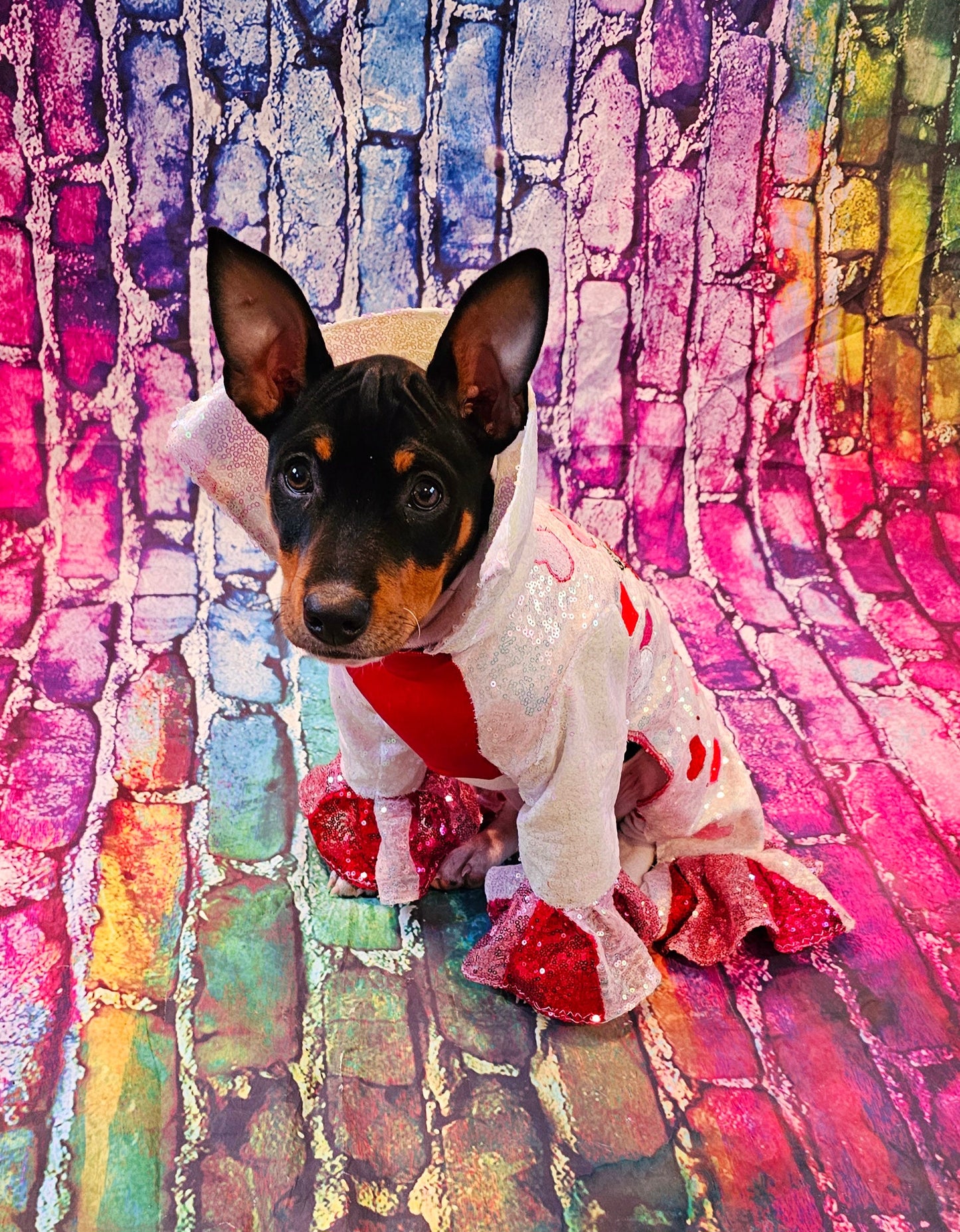Valentine Pet Costume, Cupid Pet Costume, Cupid dog costume, Be Mine Pet Suit, Sequin pet clothes, Embroidered pet clothes, Valentine dog