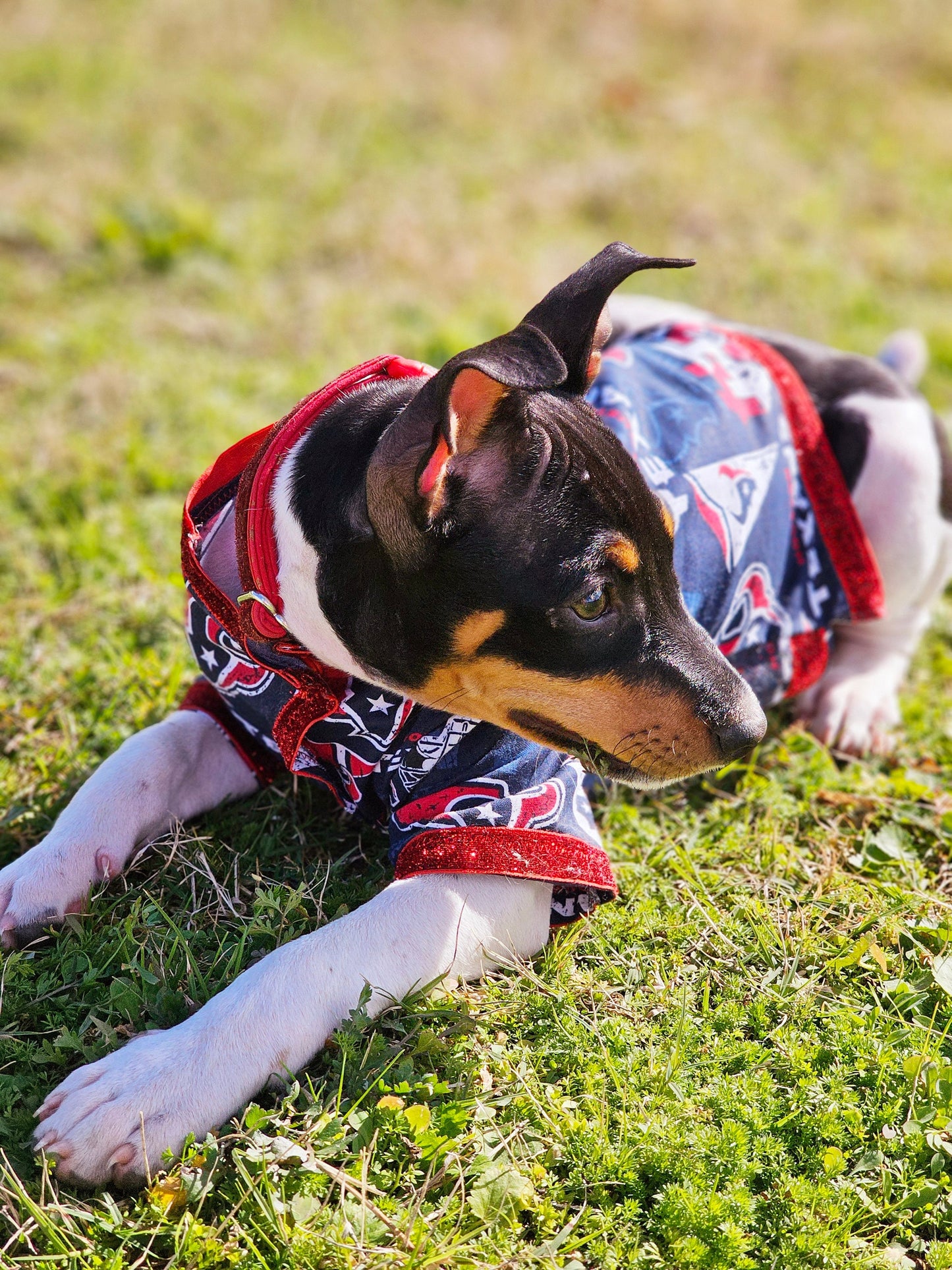 NFL pet shirt, NFL dog shirt, Houston Texans Pet shirt, Houston Texans dog shirt, pet football shirt, dog football shirt, Playoff pet shirt