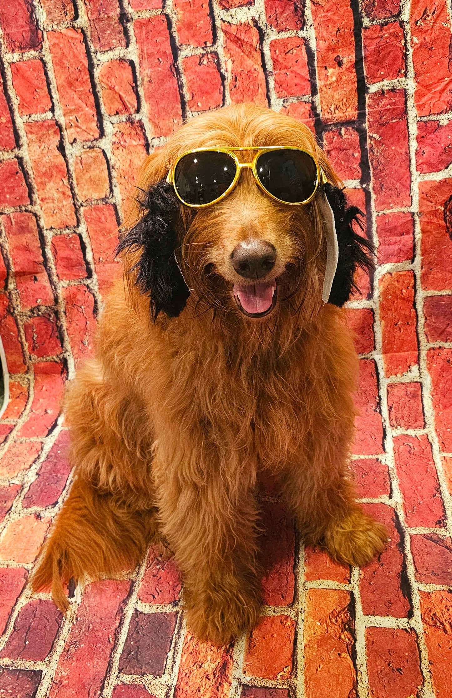 Elvis pet glasses, elvis dog glasses and sideburns, king of rock and roll pet glasses, costume pet glasses, costume dog glasses, elvis pet