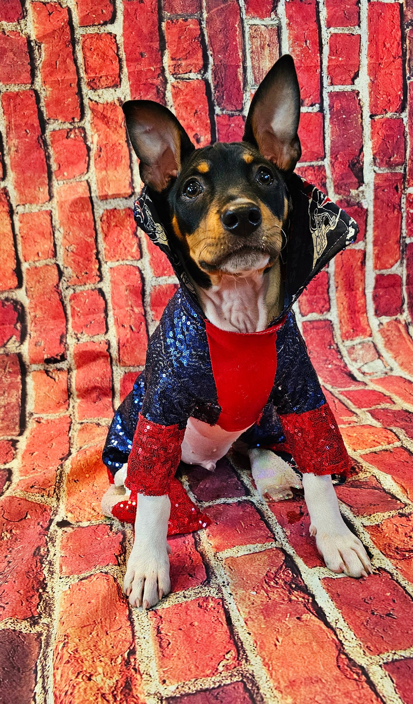 Houston Texans sequin pet suit, Texans Pet clothes, NFL sequin pet clothes, playoff pet clothes, sequin pet suit, NFL dog suit, dog texans