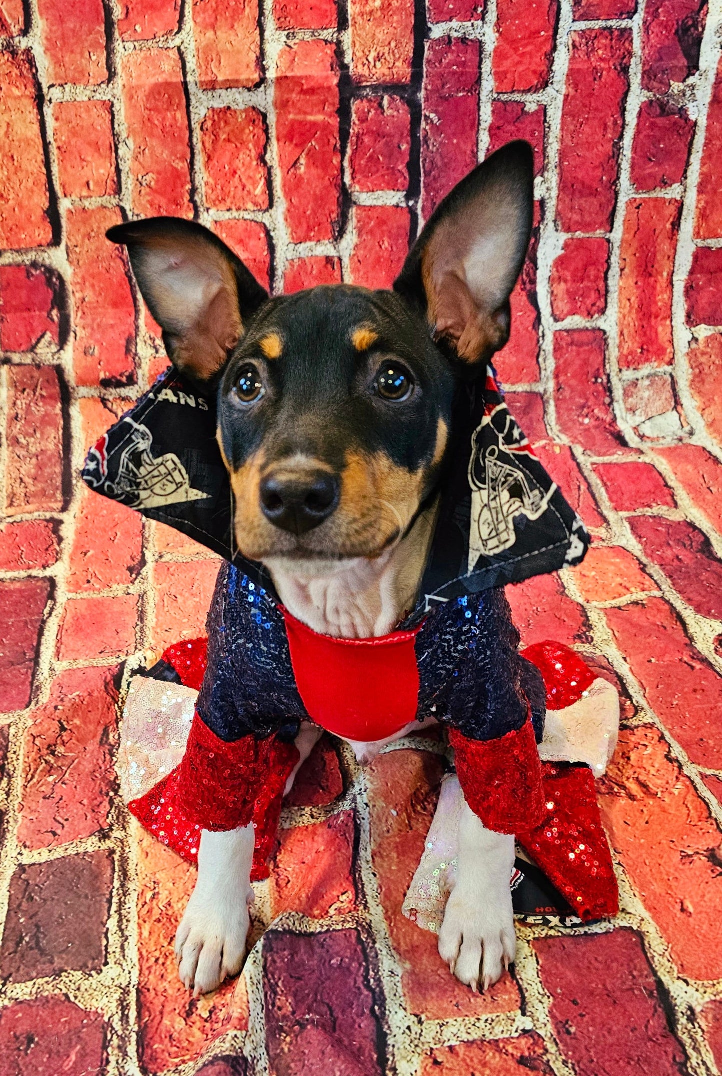 Houston Texans sequin pet suit, Texans Pet clothes, NFL sequin pet clothes, playoff pet clothes, sequin pet suit, NFL dog suit, dog texans