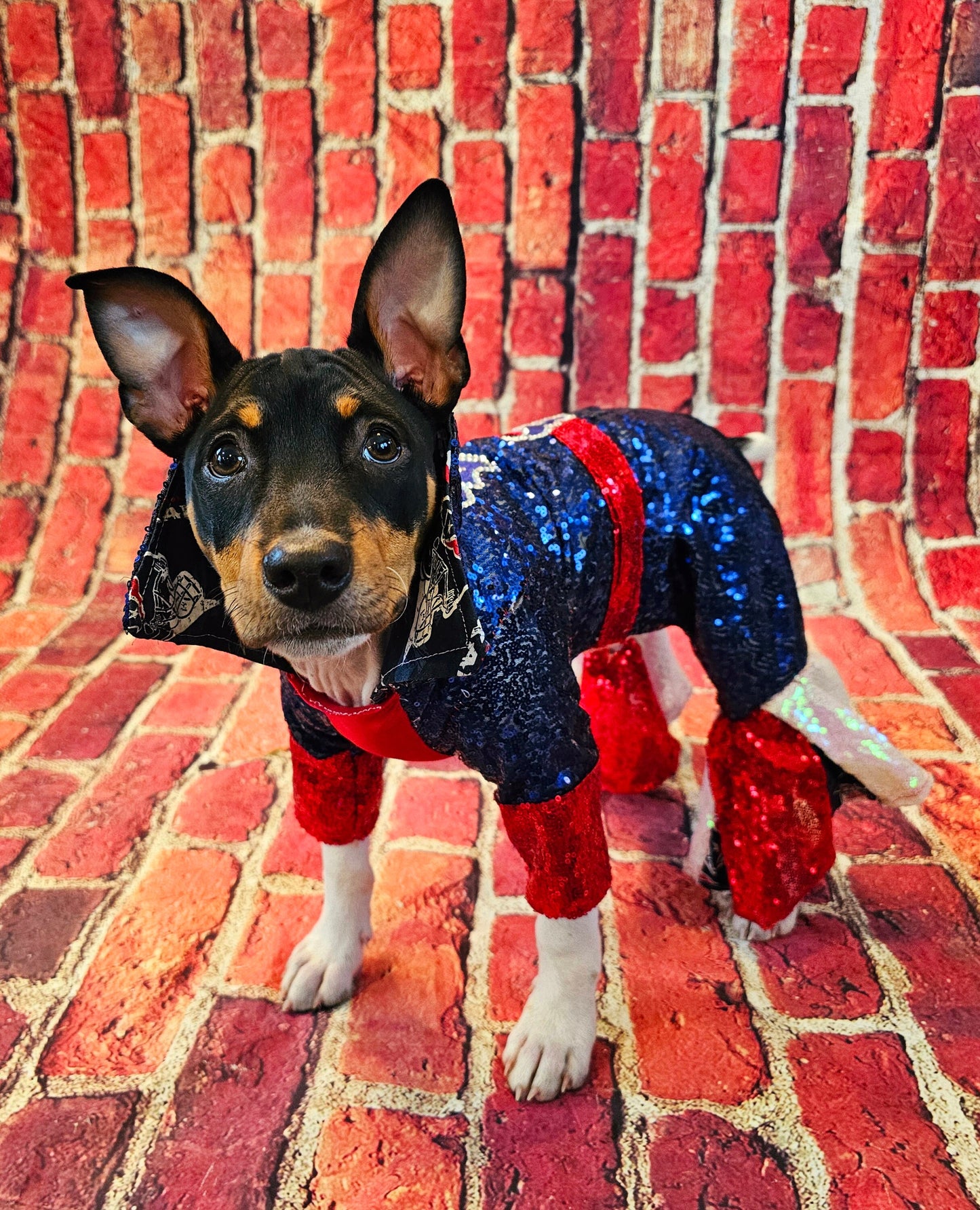 Houston Texans sequin pet suit, Texans Pet clothes, NFL sequin pet clothes, playoff pet clothes, sequin pet suit, NFL dog suit, dog texans