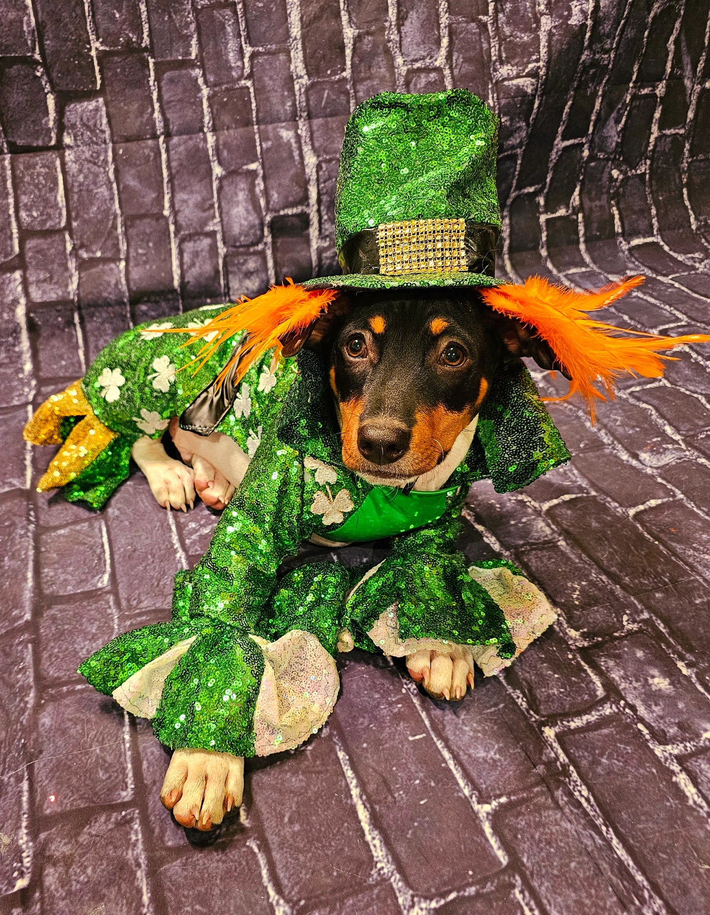 Leprechaun pet costume, Leprechaun dog costume, St. Patty's pet costume, sequin pet costume, Irish pet costume, St Patrick's Day pet costume