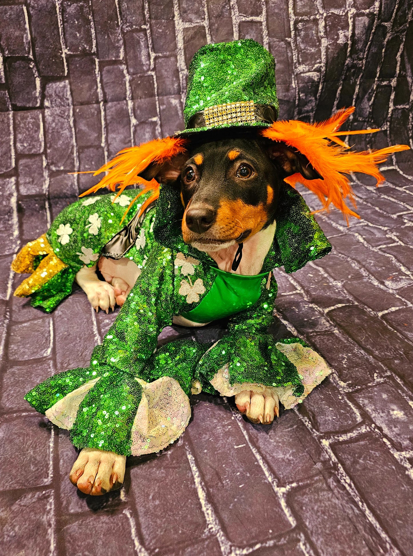 Leprechaun pet costume, Leprechaun dog costume, St. Patty's pet costume, sequin pet costume, Irish pet costume, St Patrick's Day pet costume