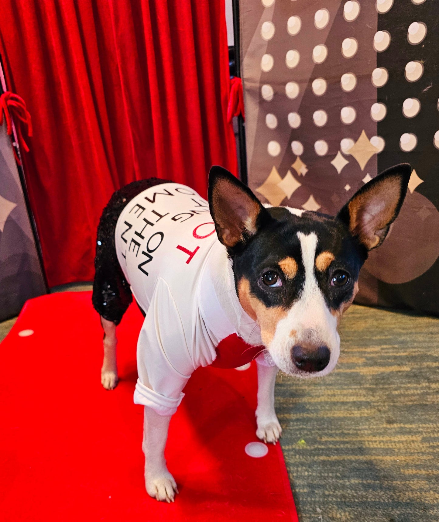 Red Era Pet Costume, red era dog costume, red era cat costume, Taylor Swift pet costume, Taylor Swift red era pet costume, Taylor Swift pet
