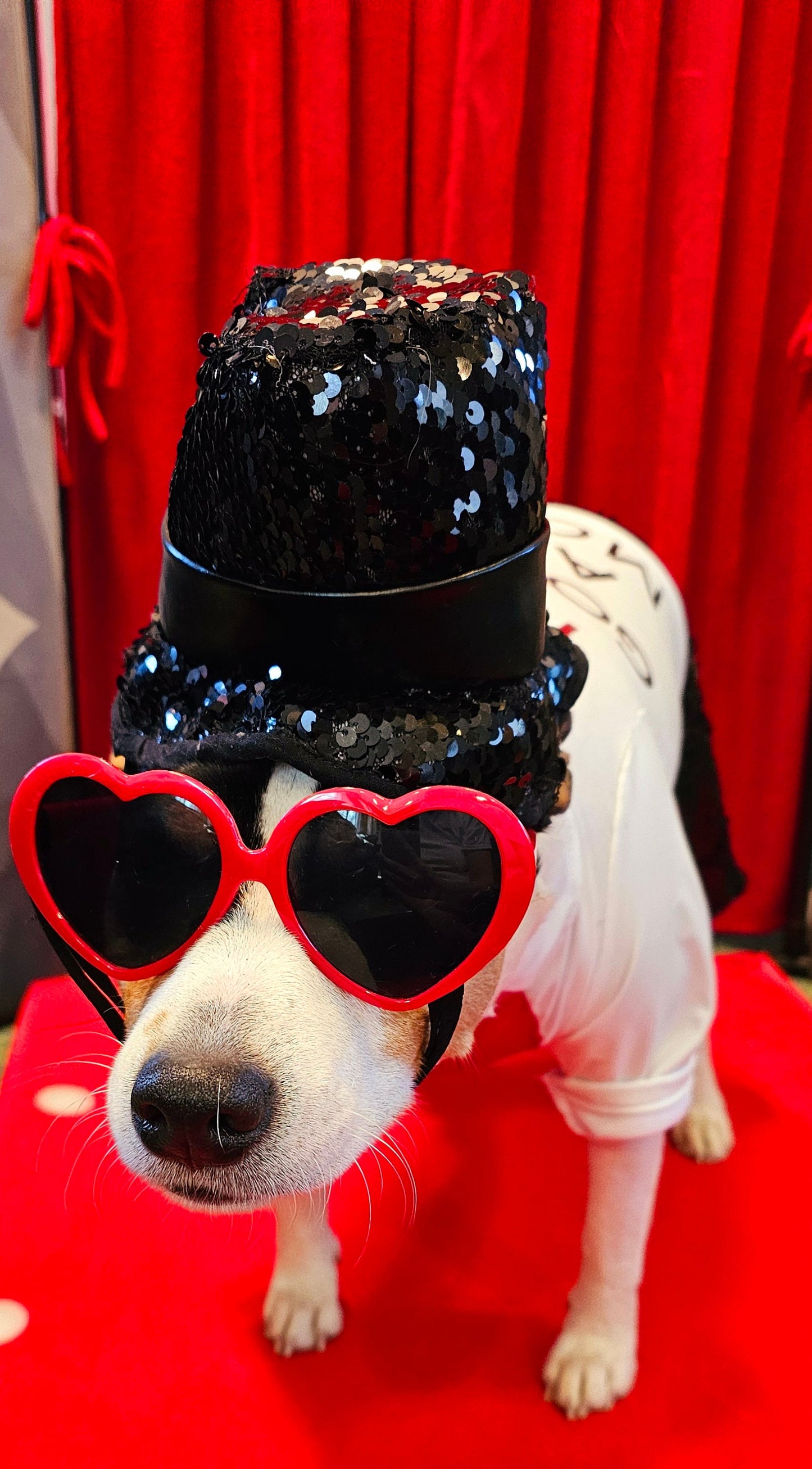 Red Era Pet Costume, red era dog costume, red era cat costume, Taylor Swift pet costume, Taylor Swift red era pet costume, Taylor Swift pet