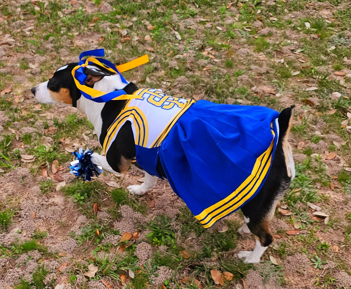 - Taylor 1989 Pet Era, Taylor 1989 pet era dress, Taylor Swift Pet cheerleading costume, 1989 cat era, 1989 dog era, Taylor Swift pet cheerleader