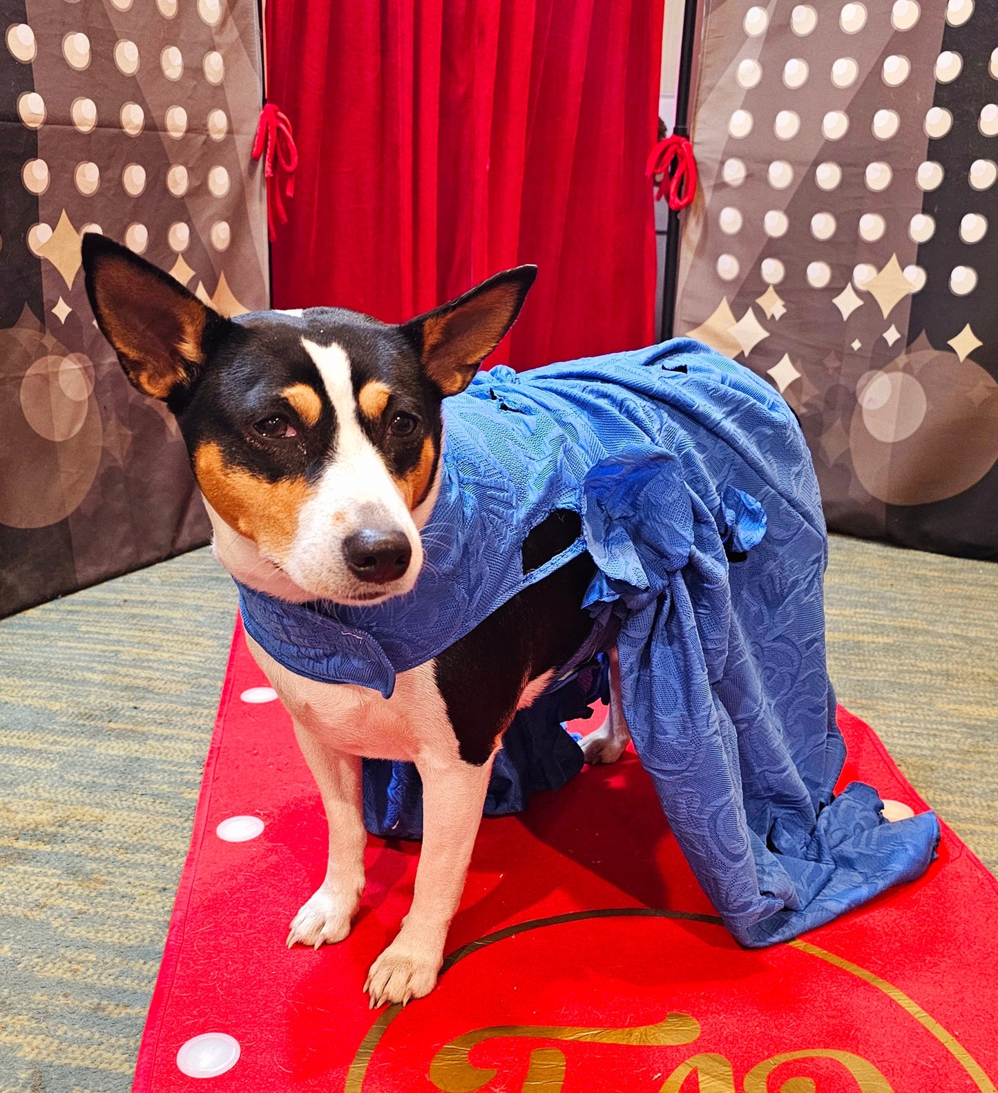 Blue Taylor Era's pet premiere dress, Taylor Swift pet blue premiere dress, Taylor dog premiere dress, blue flower pet dress, Era's tour pet