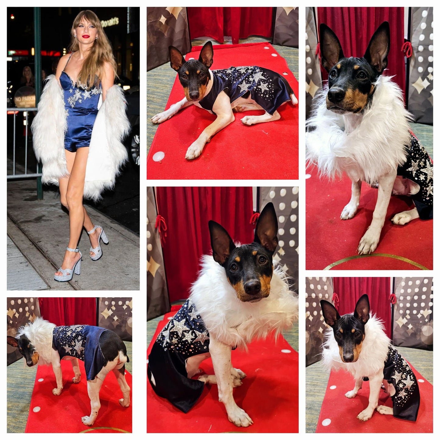 Midnight Era Pet costume, Taylor Swift Midnight Era pet costume, Midnight Era dog costume, Midnight Era cat costume, Taylor Swift midnight