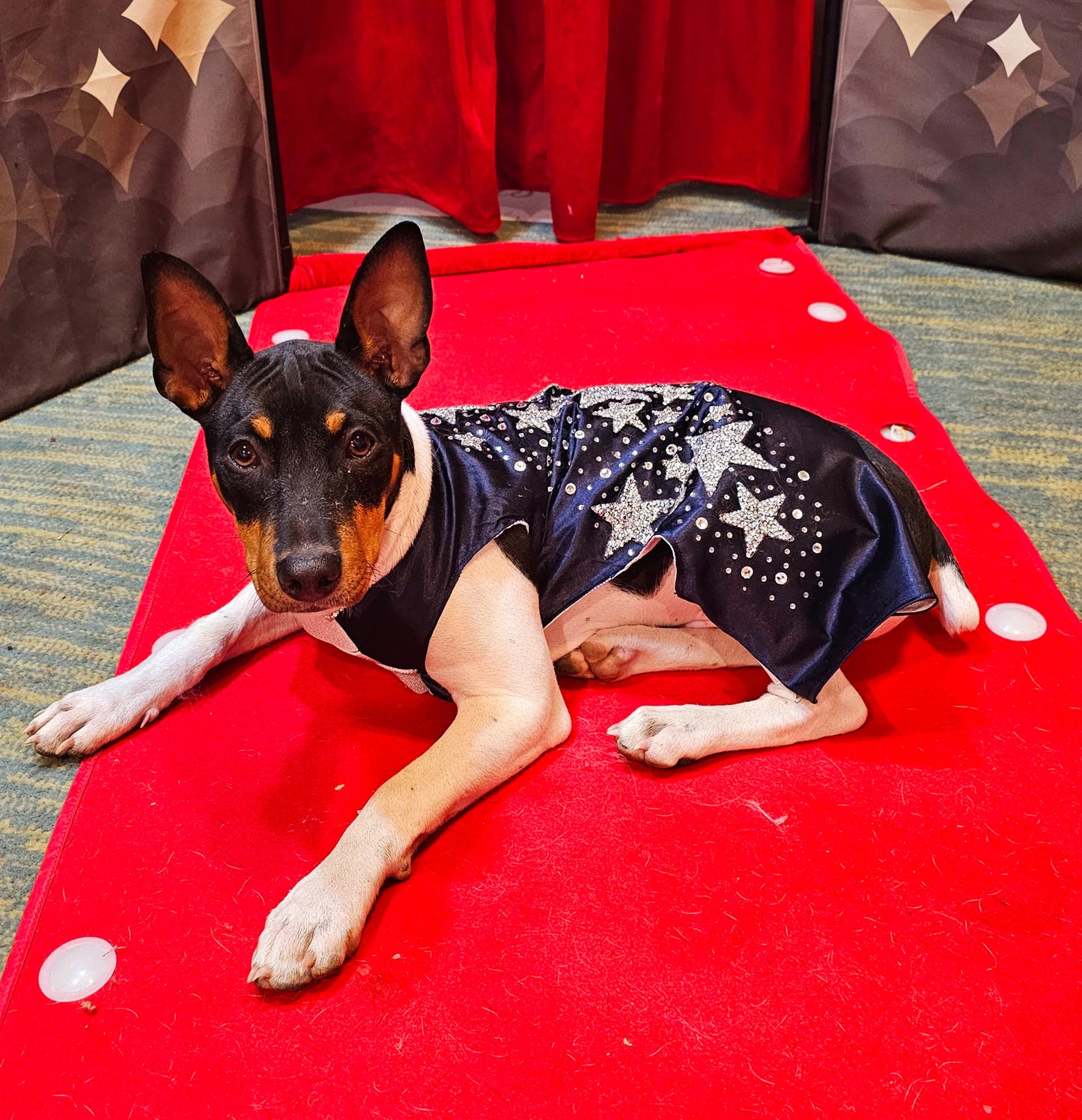 Midnight Era Pet costume, Taylor Swift Midnight Era pet costume, Midnight Era dog costume, Midnight Era cat costume, Taylor Swift midnight