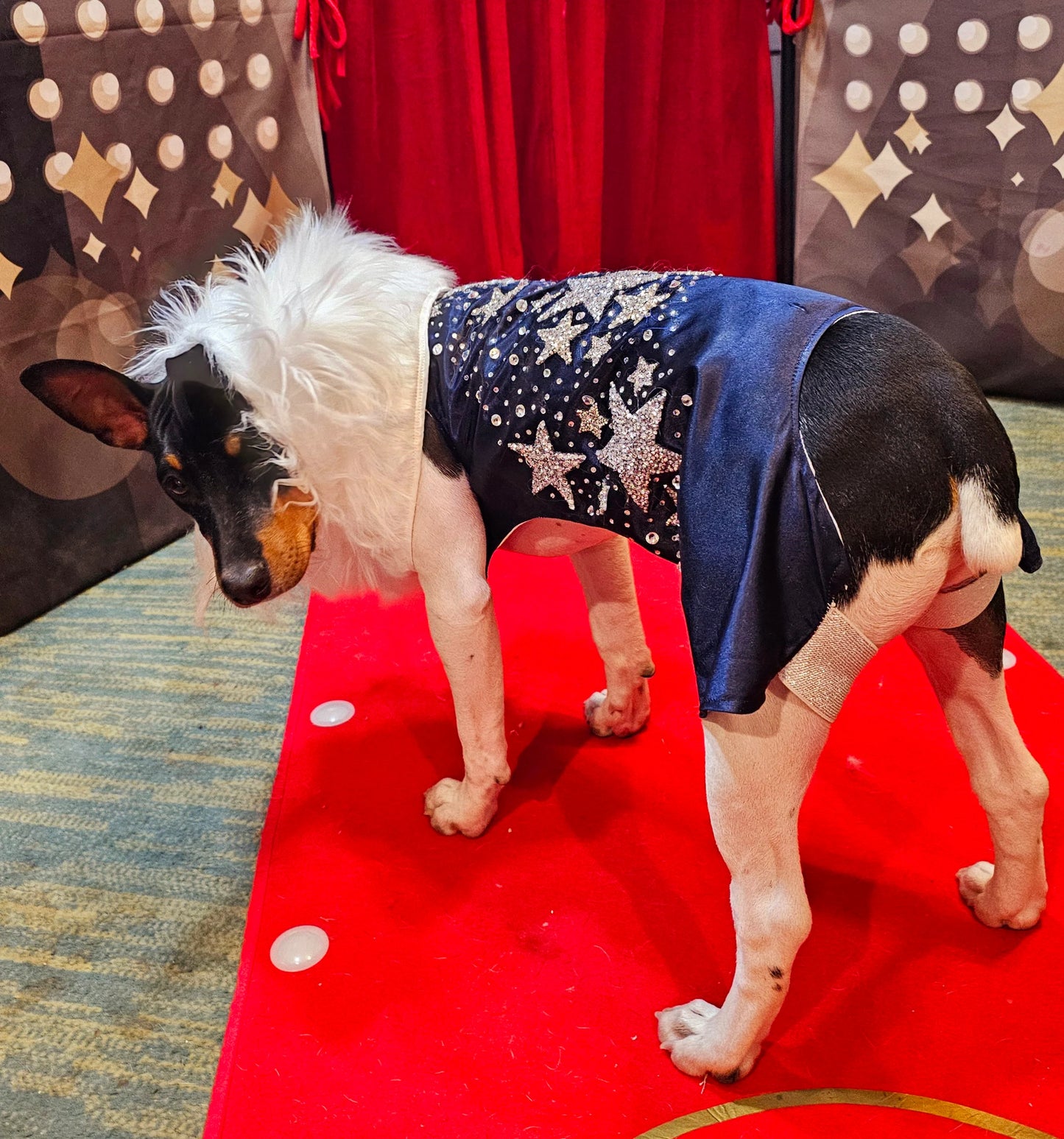 Midnight Era Pet costume, Taylor Swift Midnight Era pet costume, Midnight Era dog costume, Midnight Era cat costume, Taylor Swift midnight
