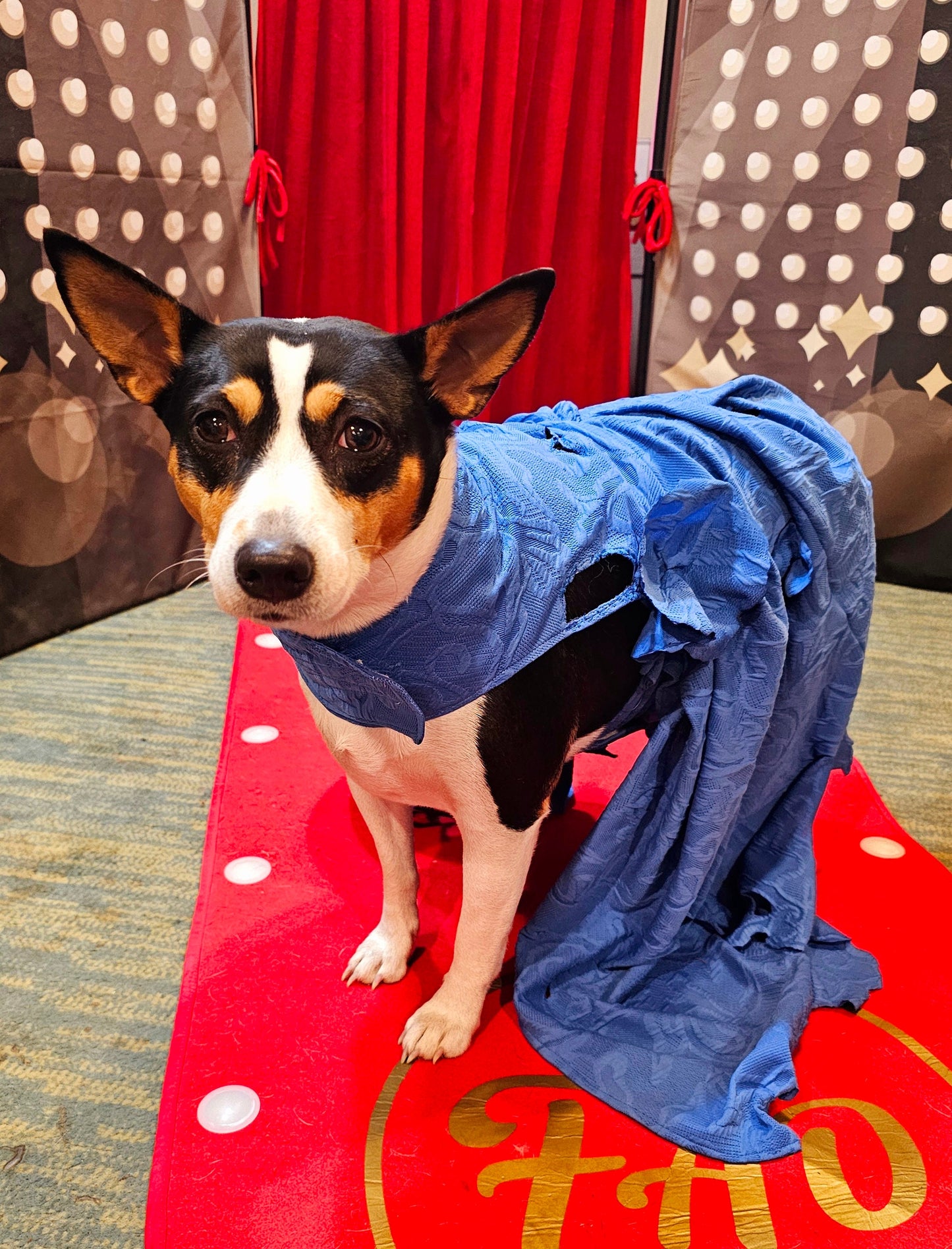 Blue Taylor Era's pet premiere dress, Taylor Swift pet blue premiere dress, Taylor dog premiere dress, blue flower pet dress, Era's tour pet
