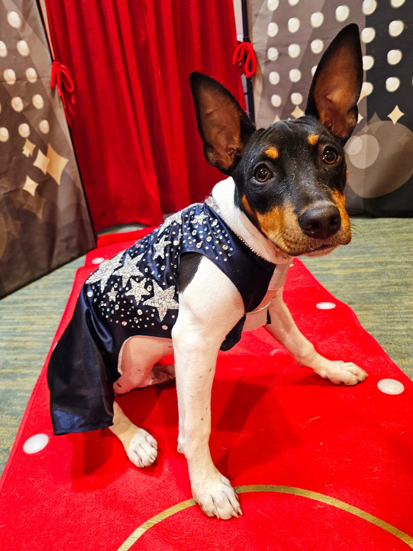 Midnight Era Pet costume, Taylor Swift Midnight Era pet costume, Midnight Era dog costume, Midnight Era cat costume, Taylor Swift midnight