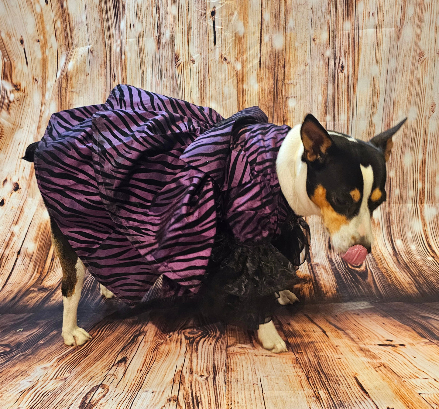 Zebra purple pet dress, 80's Pet Prom Dress, 80's Dog prom dress, 80's cat prom dress, 80'Pet Costume, 80's pet dresses, zebra pet prom