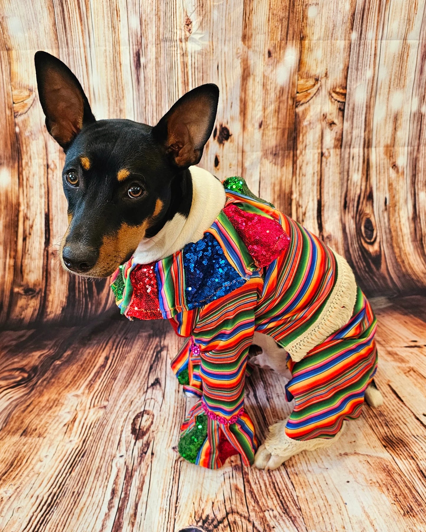 Cinco De Mayo Pet clothes, Mariachi pet clothes, Cinco De Mayo pet suit, Cinco De Mayo pet hat, Cinco de mayo dog hat, Cinco dog costume