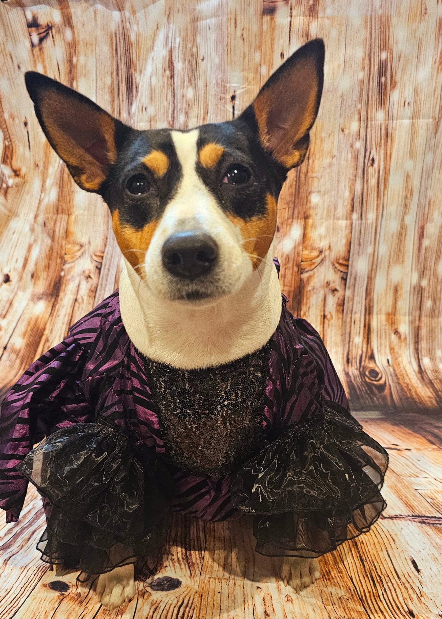 Zebra purple pet dress, 80's Pet Prom Dress, 80's Dog prom dress, 80's cat prom dress, 80'Pet Costume, 80's pet dresses, zebra pet prom