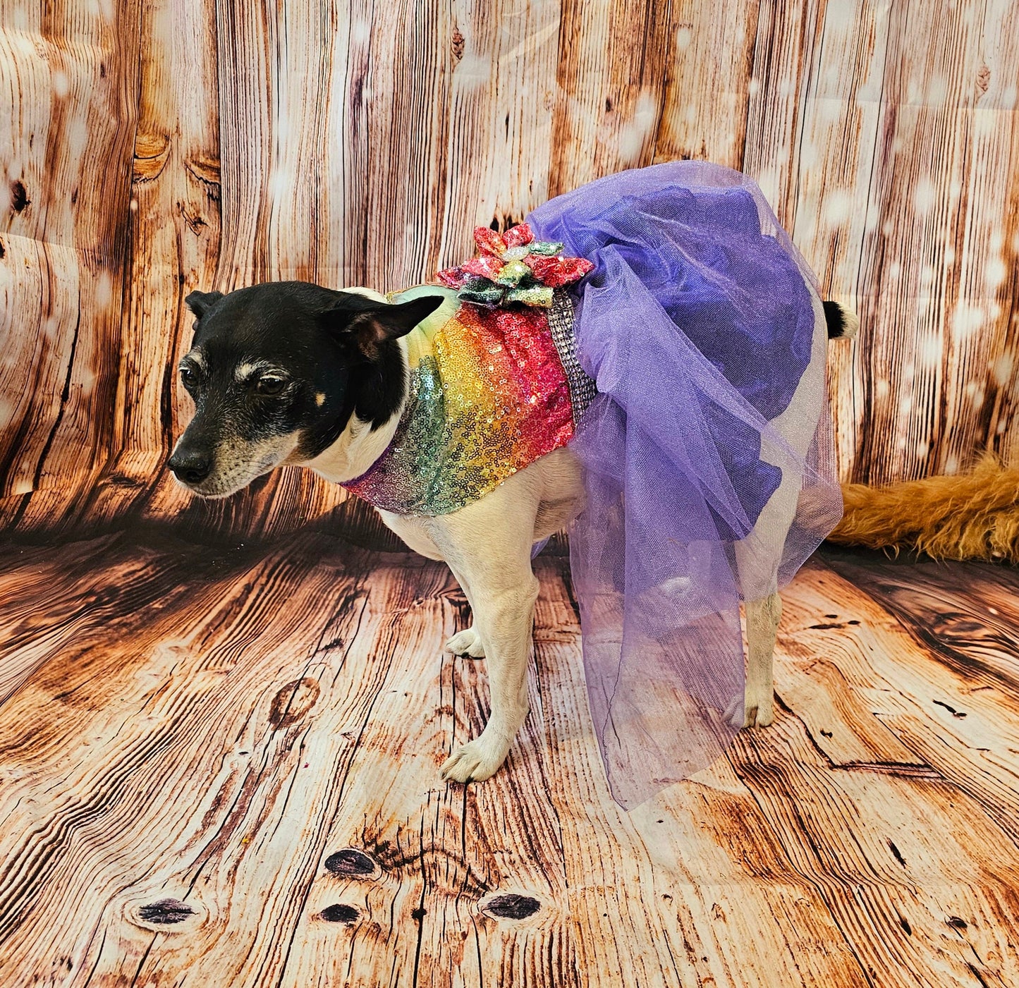Rainbow sequin 80's Pet Prom Dress, 80's Dog prom dress, 80's cat prom dress, 80'Pet Costume, 80's pet dresses