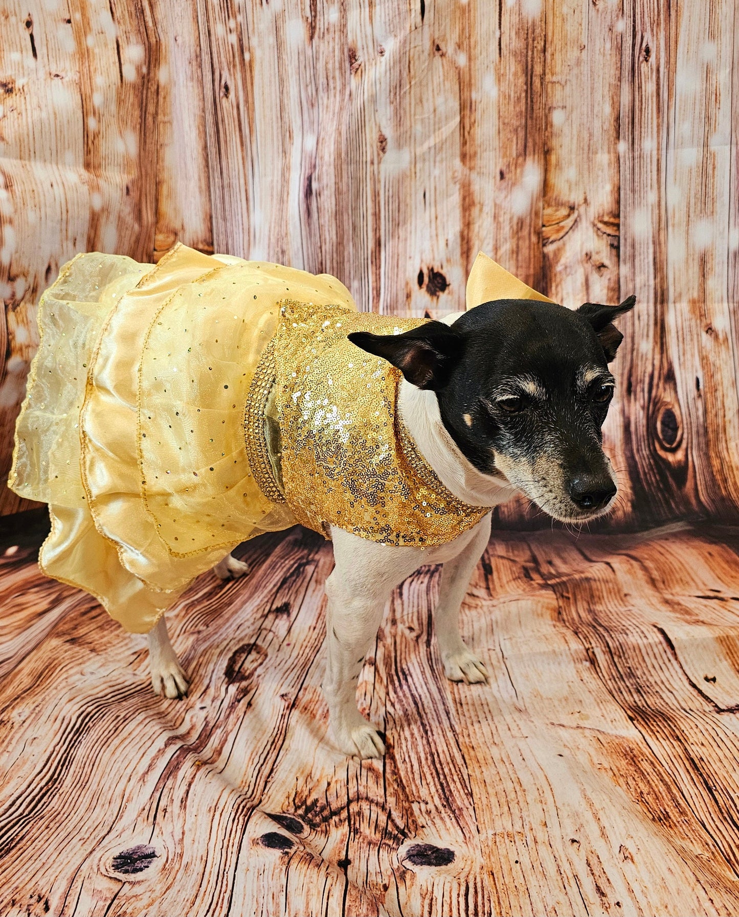 Gold 80's Pet Prom Dress, 80's Dog prom dress, 80's cat prom dress, 80'Pet Costume, 80's pet dresses, sequin pet prom dress, yellow pet prom