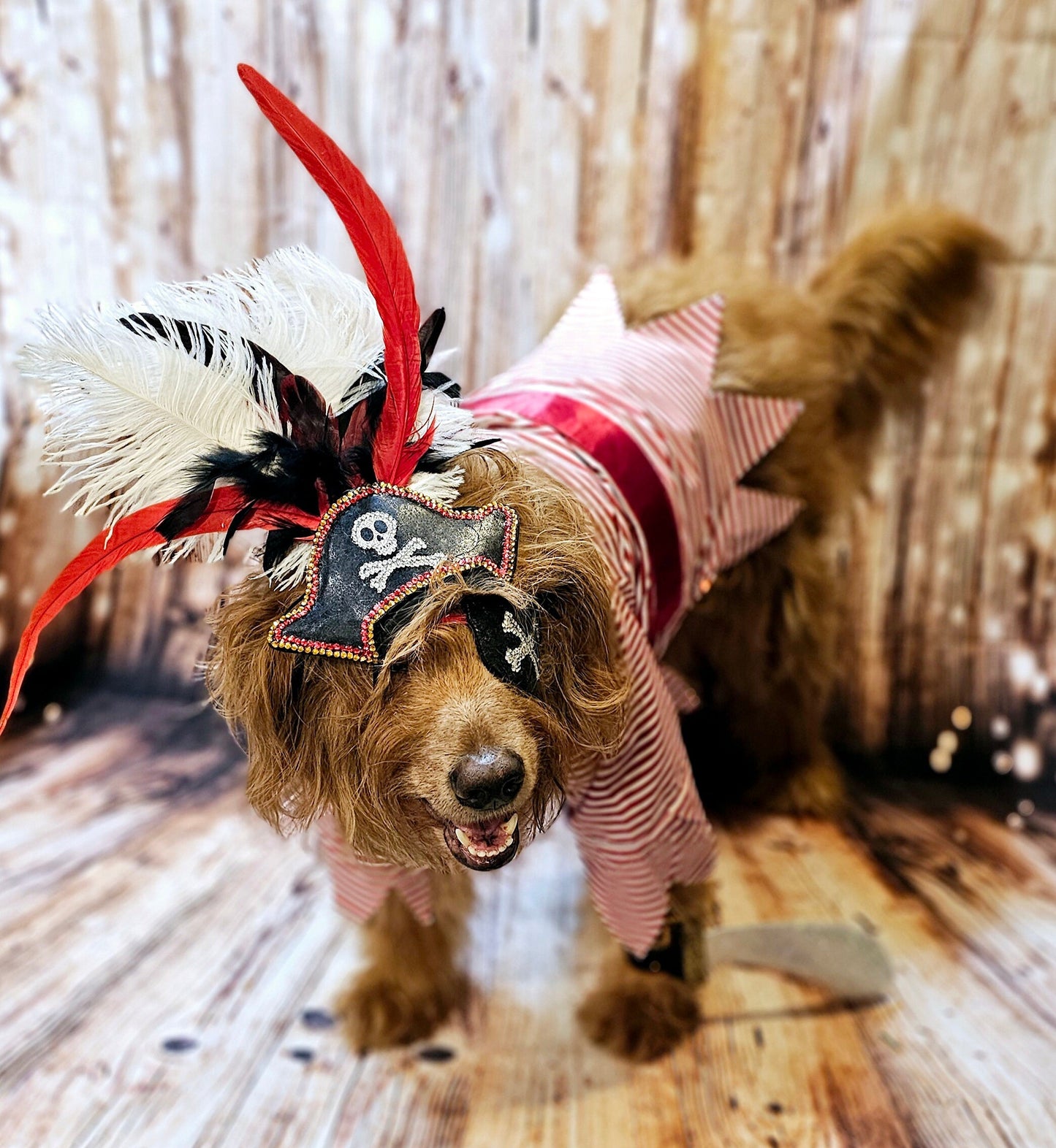 - Pirate pet costume, Pirate dog Costume