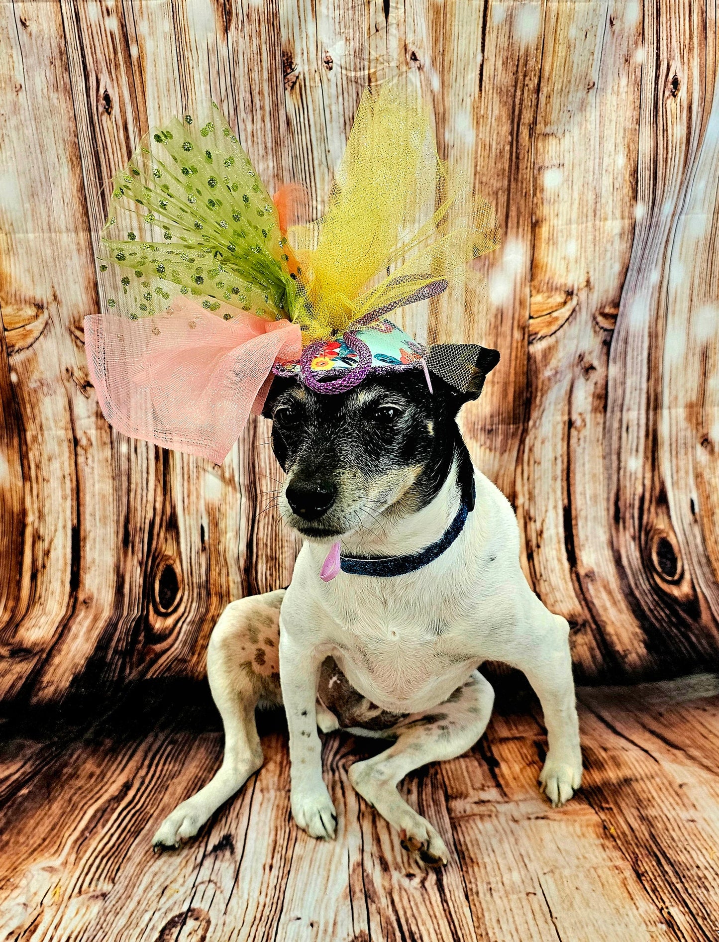 Kentucky Derby pet fasunator hat, derby pet hat