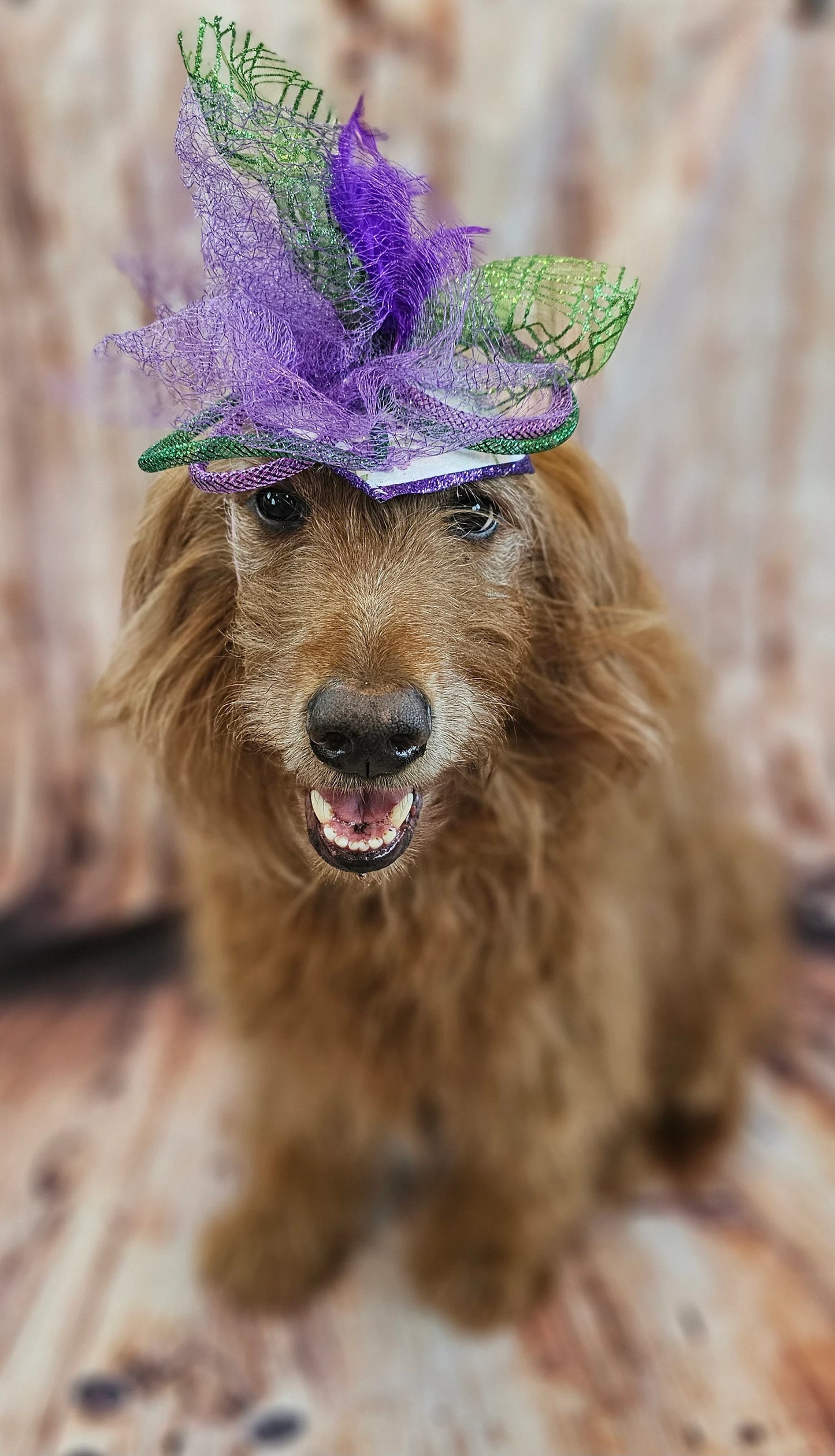 Kentucky Derby pet fasunator hat, derby pet hat