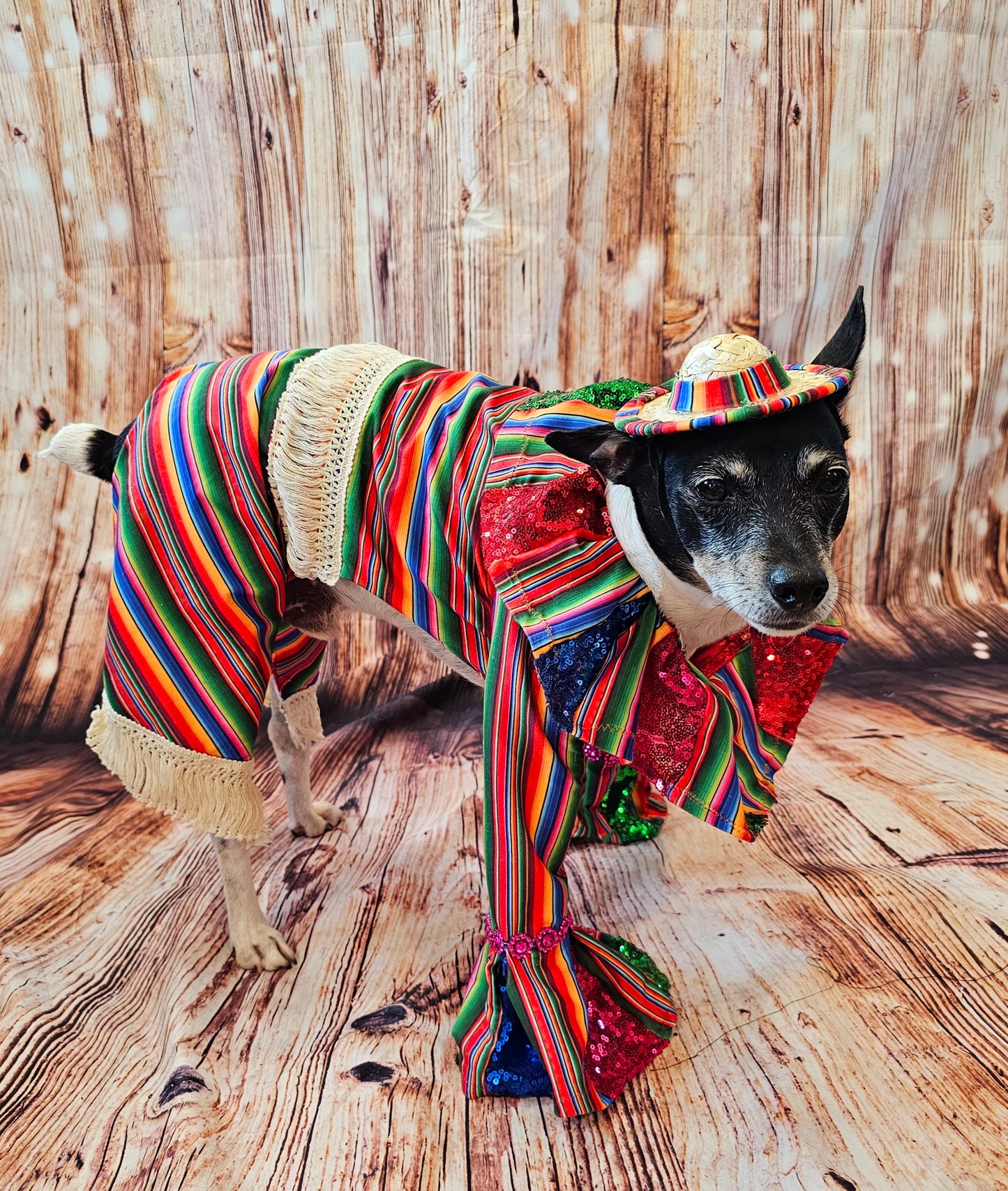 Cinco De Mayo Pet clothes, Mariachi pet clothes, Cinco De Mayo pet suit, Cinco De Mayo pet hat, Cinco de mayo dog hat, Cinco dog costume
