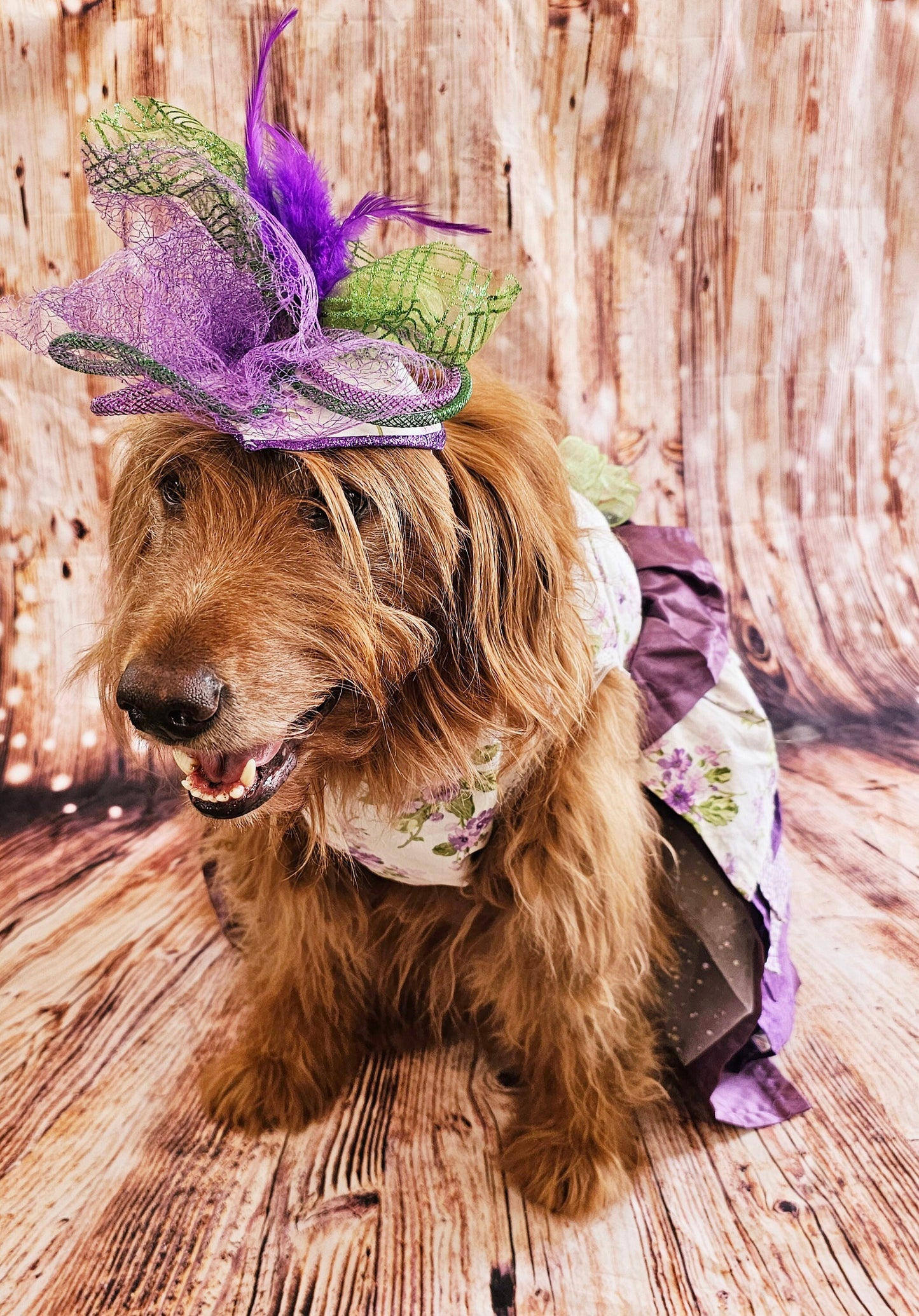Kentucky derby pet hat and dress, Kentucky Derby dog hat and dress, Canine couture, Kentucky Derby pet costume, pet fasinator, dog fasinator