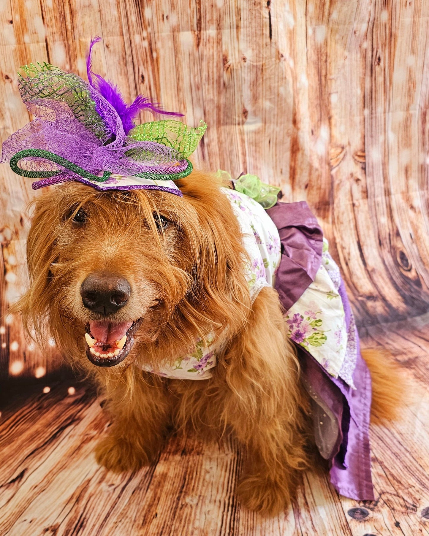 Kentucky derby pet hat and dress, Kentucky Derby dog hat and dress, Canine couture, Kentucky Derby pet costume, pet fasinator, dog fasinator