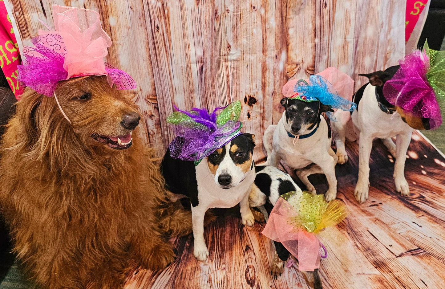 Kentucky Derby pet fasunator hat, derby pet hat