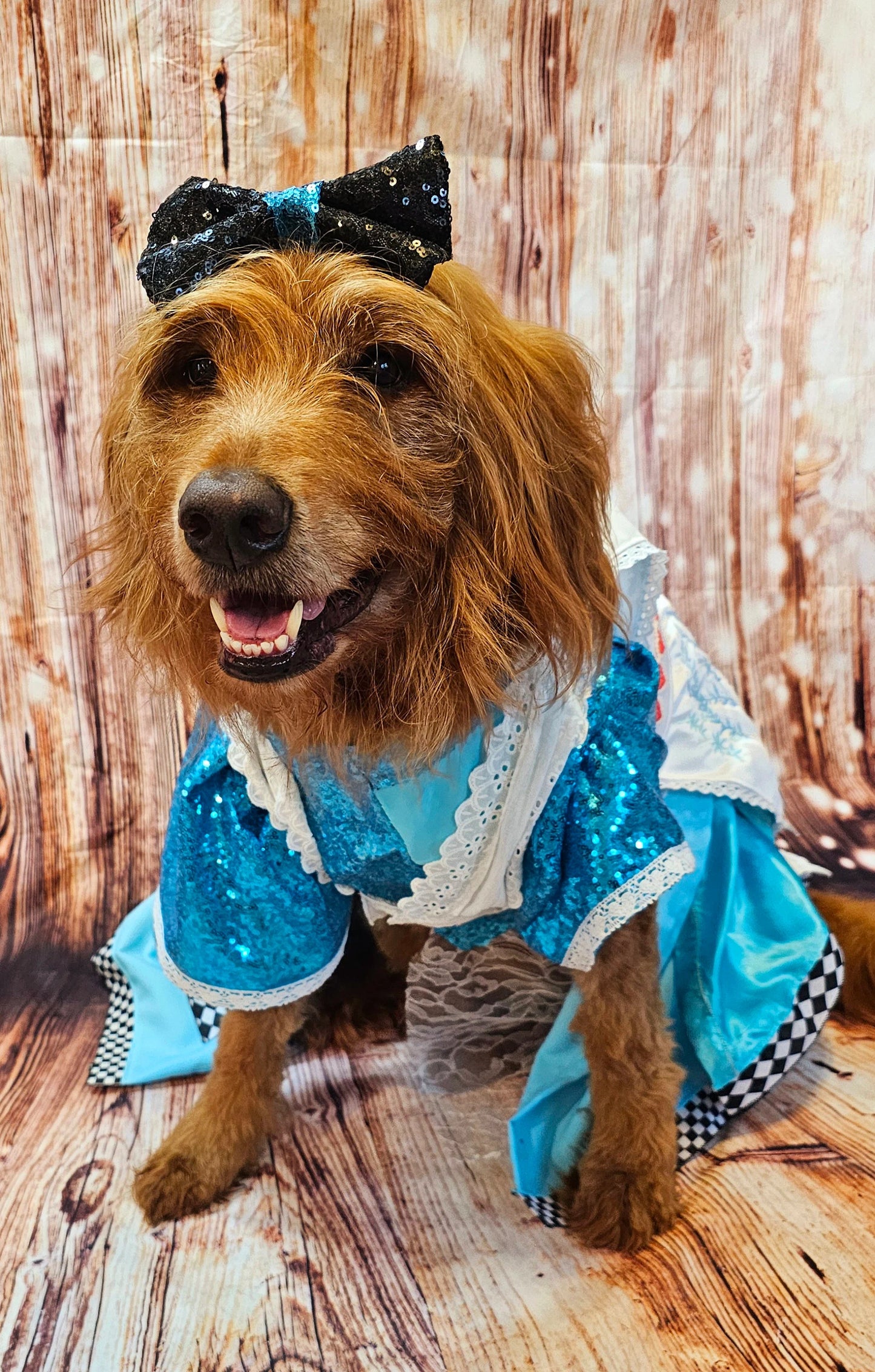 - Wonderland pet costume, Alice in Wonderland pet costume, Alice in Wonderland sequin dog costume, Alice pet costume, Alice cat costume, Alice dog costume, Pet Alice Costume