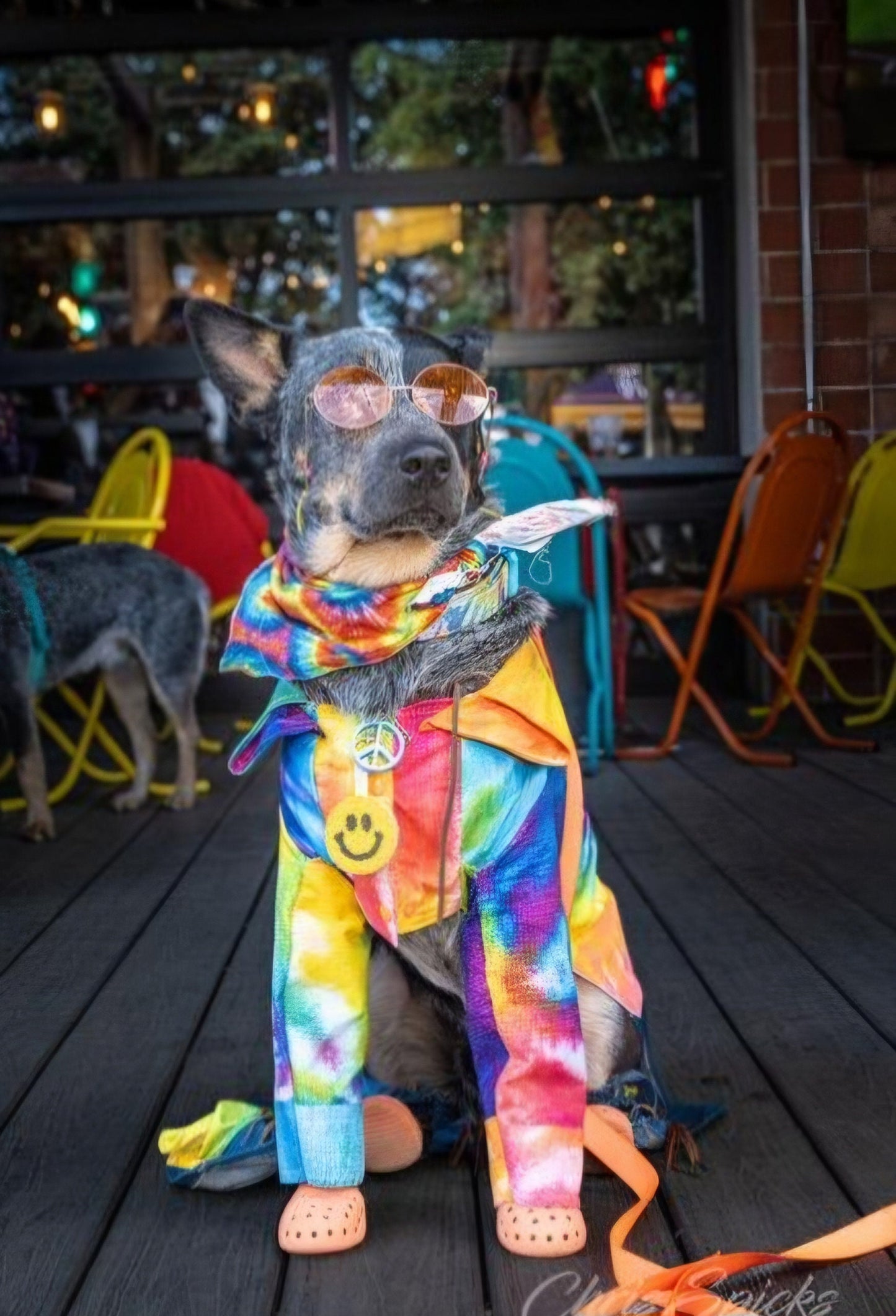 - Hippie pet costume, 70s pet costume