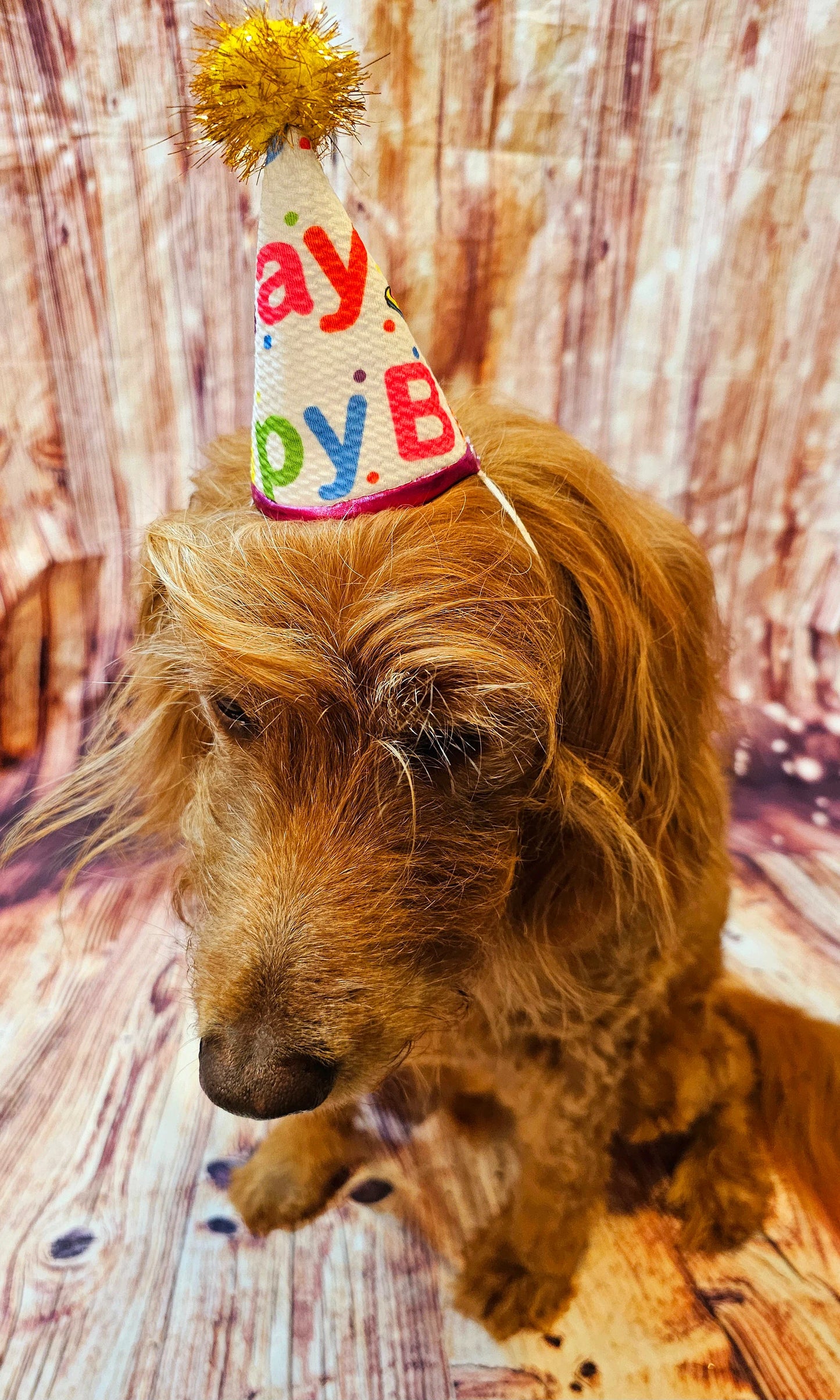 Pet Birthday Hat, Dog Birthday Hat, Happy Birthday dog hat, Happy Birthday cat hat, celebration pet hat, celebration Dog hat