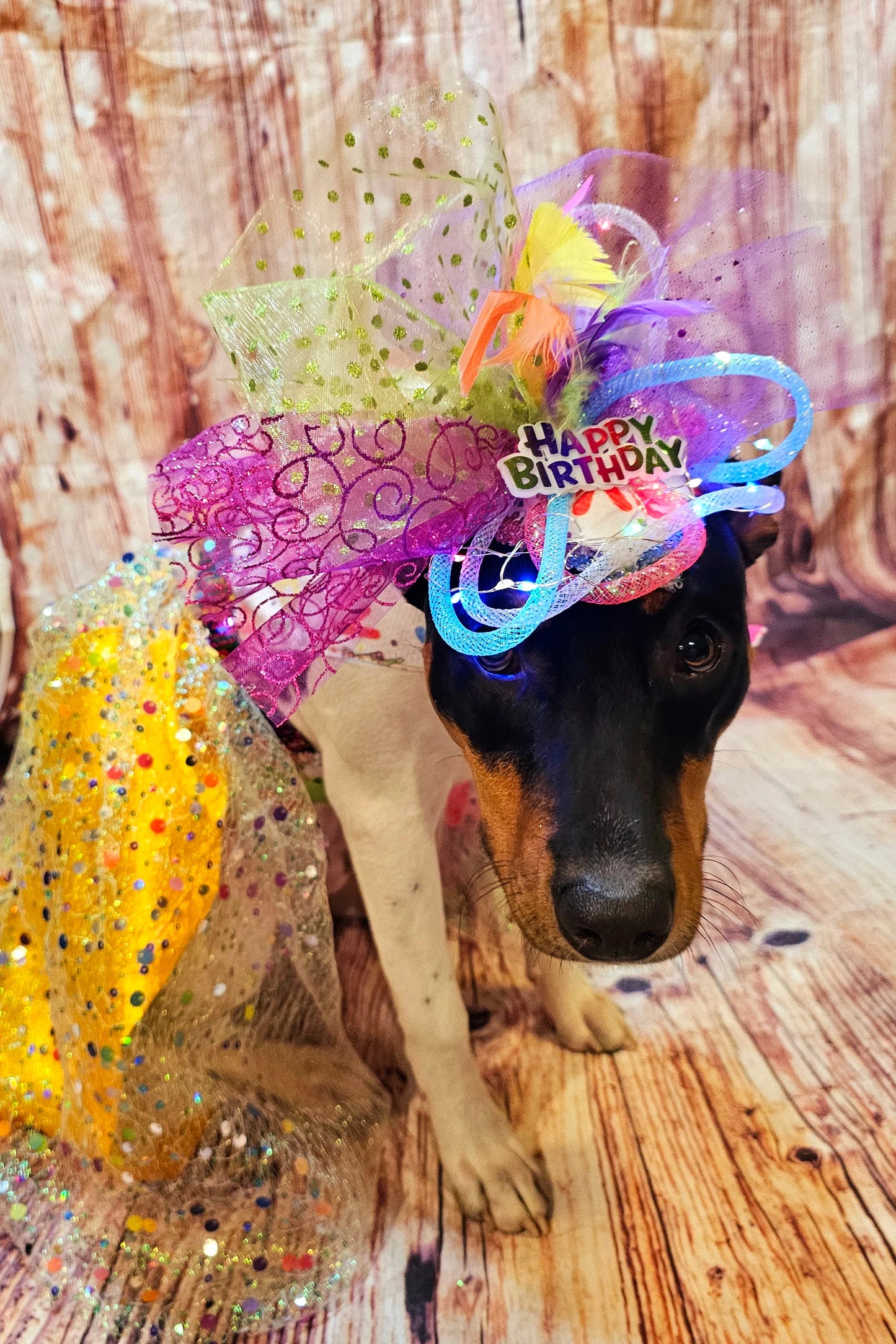 Light up pet birthday hat, Birthday pet fendora, Birthday fendora for pets, led light pet hat, light up dog birthday, light up cat birthday