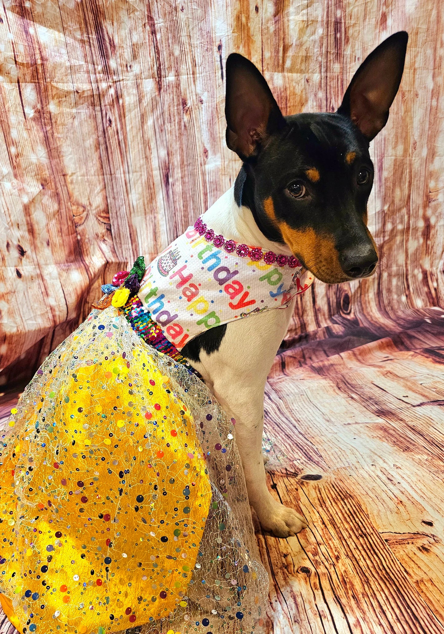 Happy Birthday Pet dress, Birthday confetti pet dress, Birthday sequin dog dress, Birthday cat dress, Happy Birthday Pet costume, celebration Pet