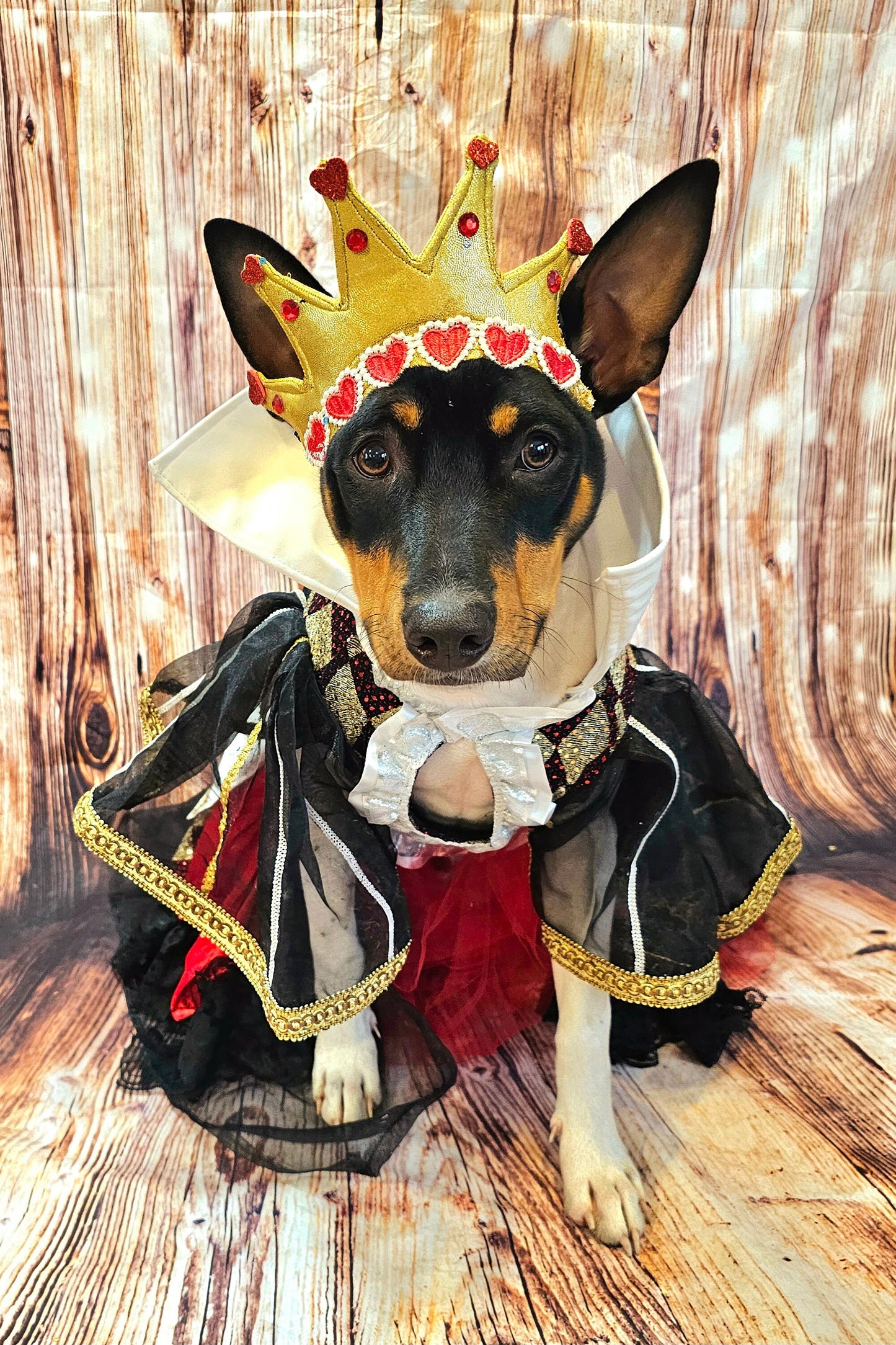 - Queen of Hearts sequin pet costume