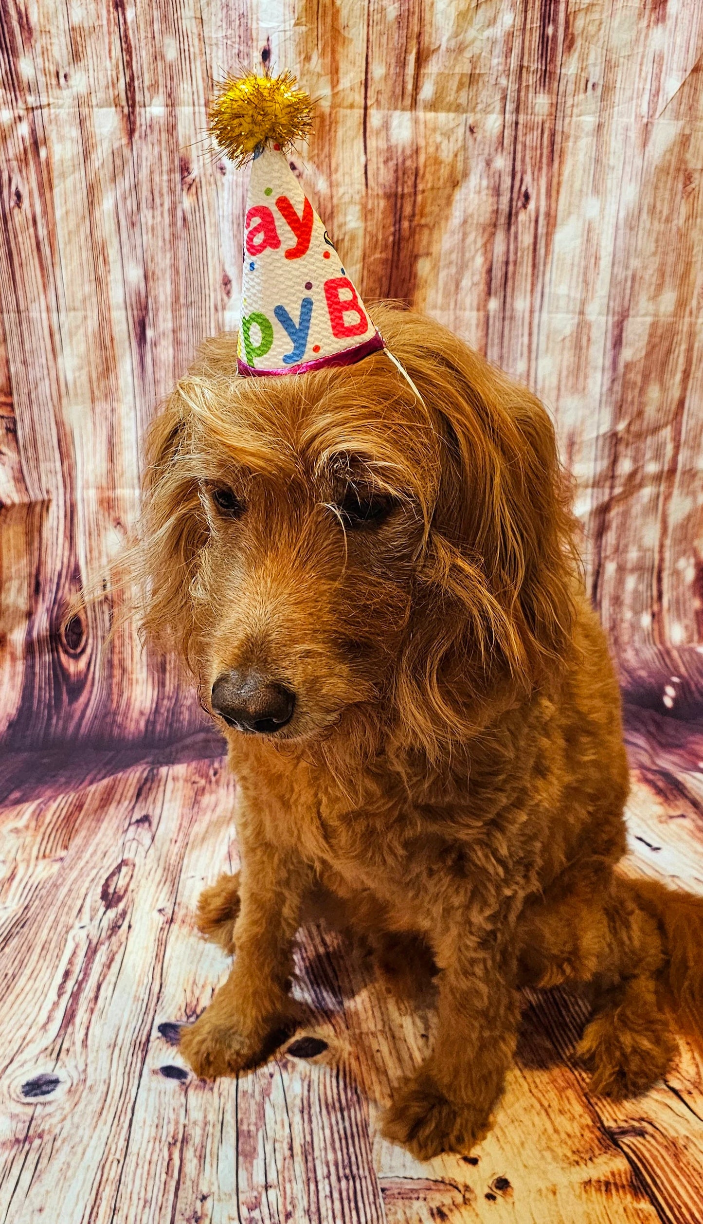 Pet Birthday Hat, Dog Birthday Hat, Happy Birthday dog hat, Happy Birthday cat hat, celebration pet hat, celebration Dog hat