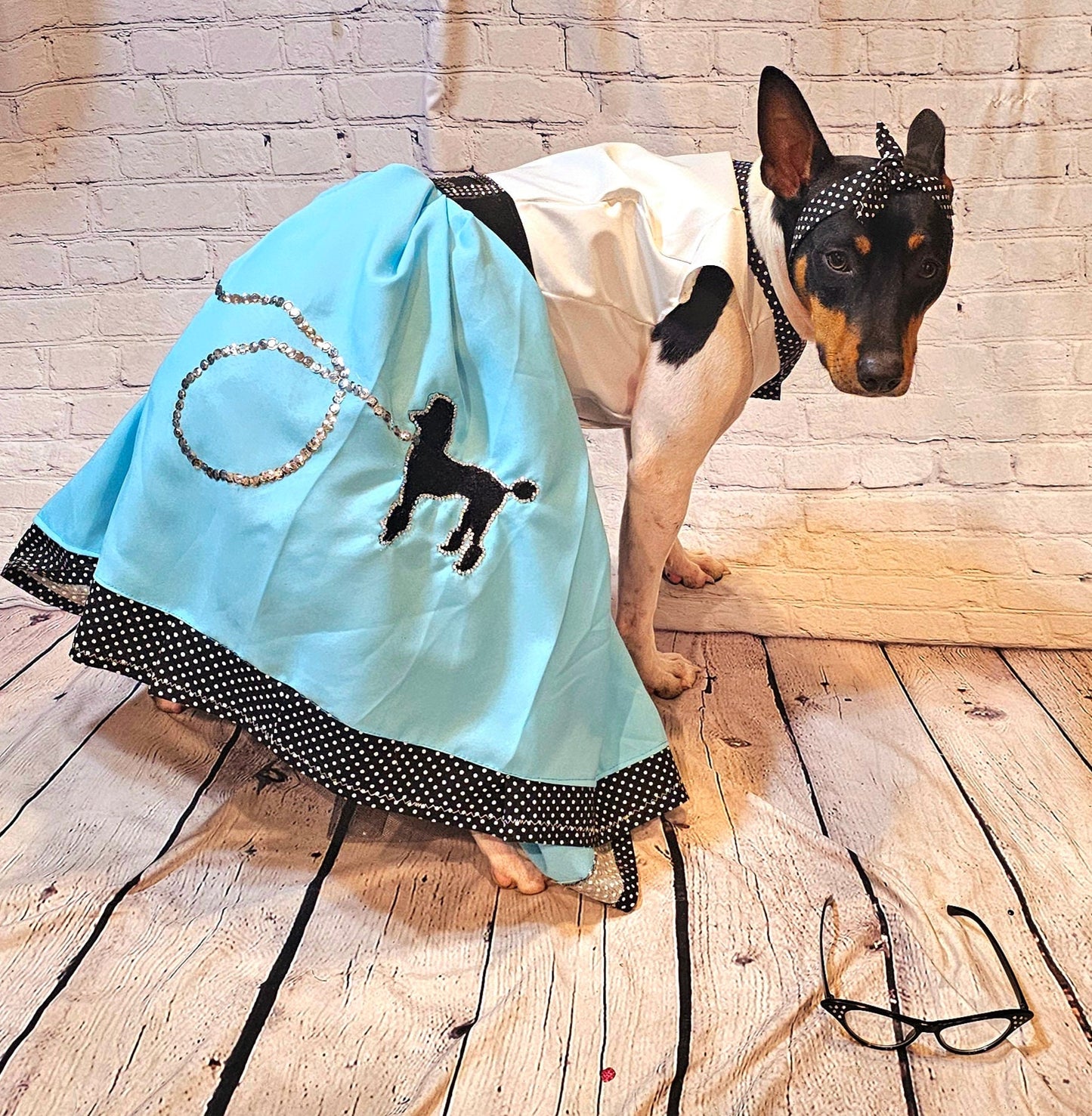 - Sock Hop pet costume, sock hop dog costume, sock hop cat costume, 50s pet costume, 50s dog costume, 60s cat costume, Halloween 50s pet