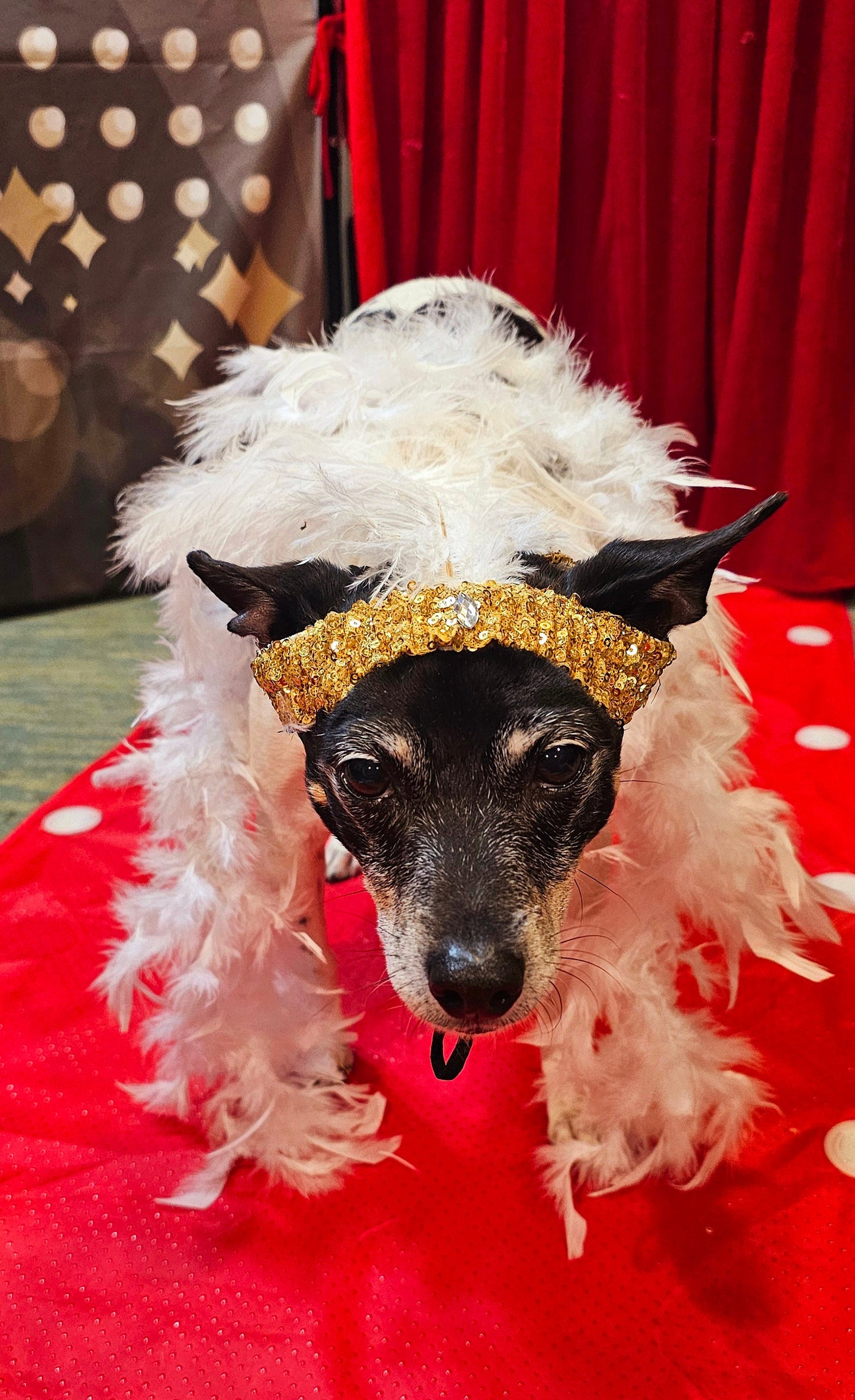 Flapper 20s pet accessories, 20s Flapper per head band and boa, 20s flapper dog accessories, 20s flapper cat accessories, Halloween 20s pet set
