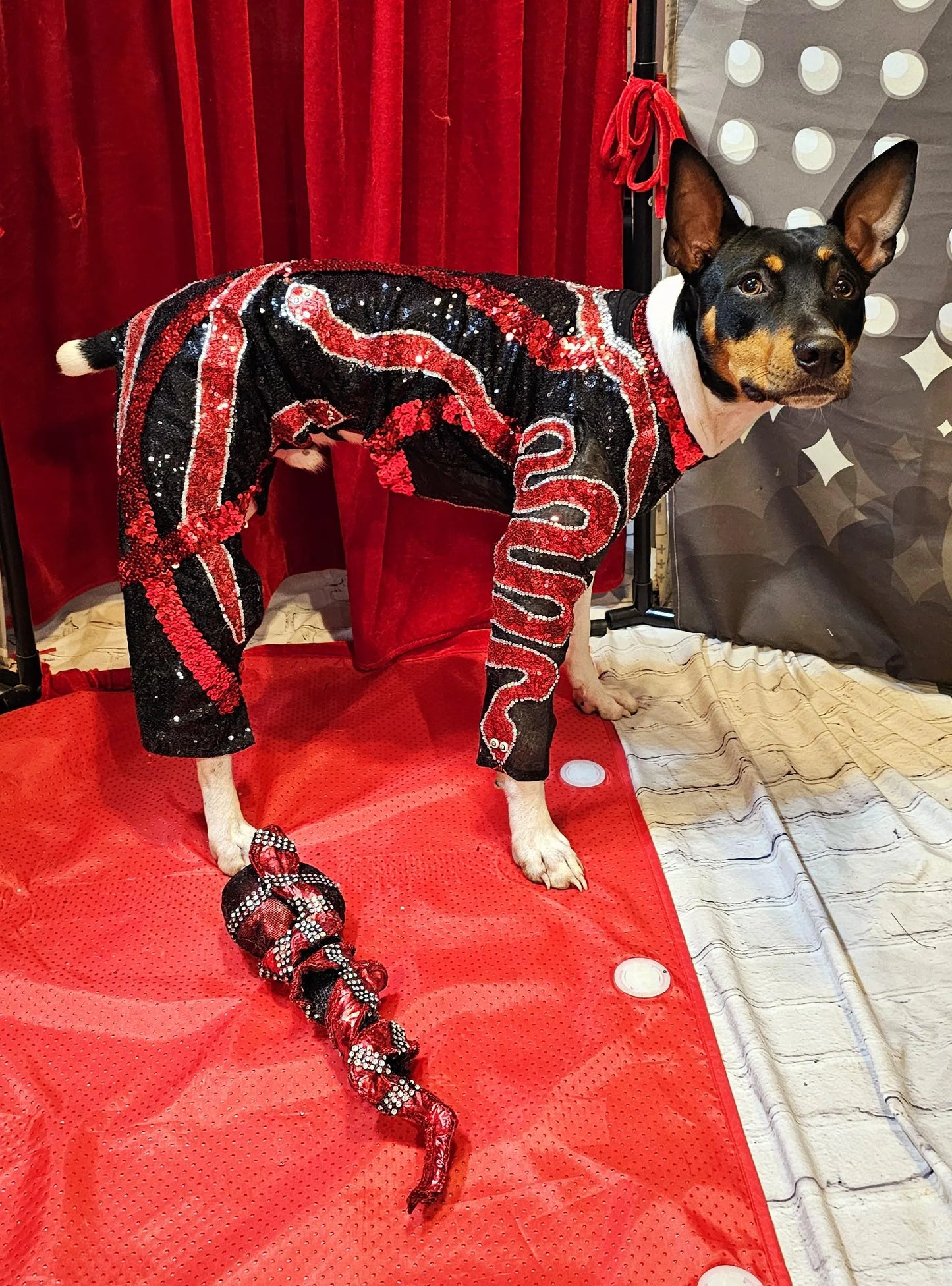 - Reputation Pet body suit, Reputation dog body suit, Reputation cat body suit, Taylor Era's tour pet costume, Reputation pet costume