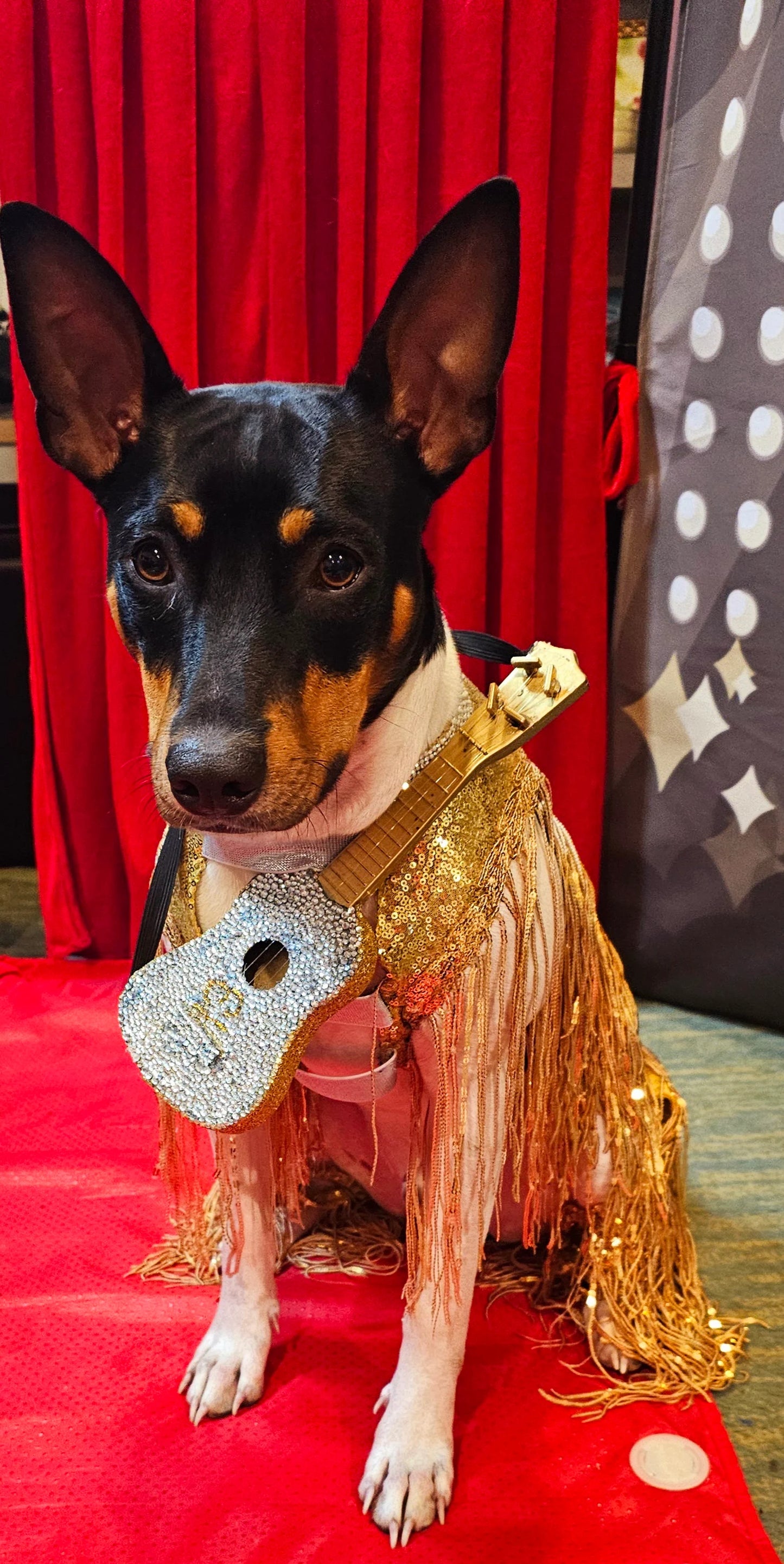 - Fearless Era pet costume, Taylor Swift Fearless era pet costume, Gold sequin tassel pet dress, Fearless dog costume, Fearless cat costume
