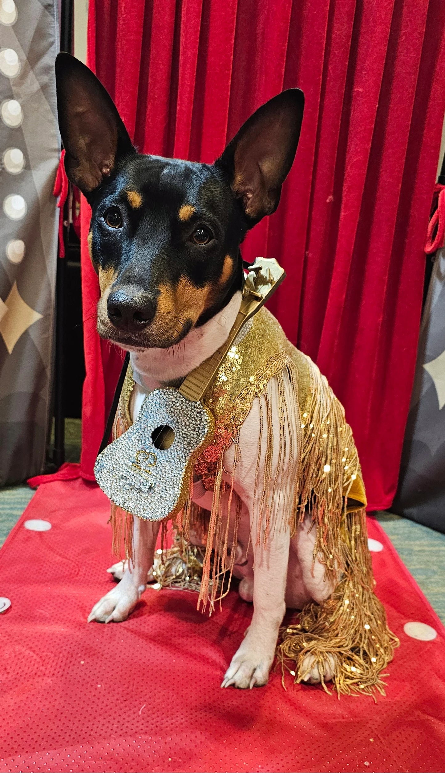 - Fearless Era pet costume, Taylor Swift Fearless era pet costume, Gold sequin tassel pet dress, Fearless dog costume, Fearless cat costume