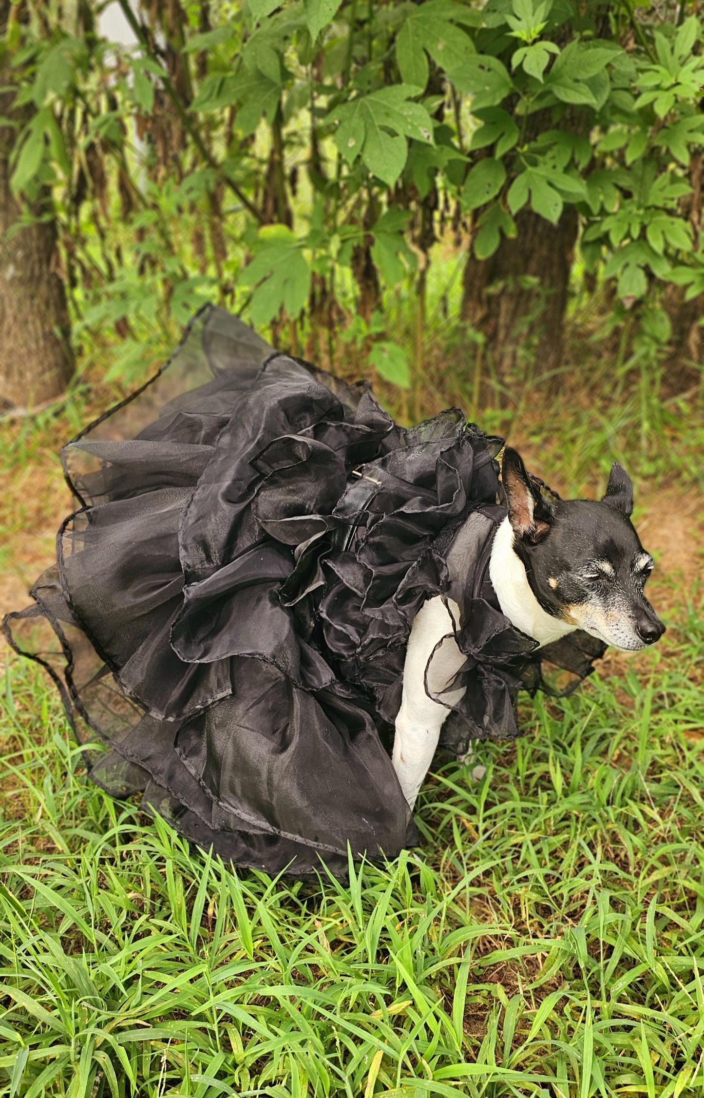 - Wednesday Raven Pet Prom dress, Wednesday Pet Costume, Wednesday Raven Dog dress, Wednesday dog costume, Wednesday Cat Dress, Raven Pet