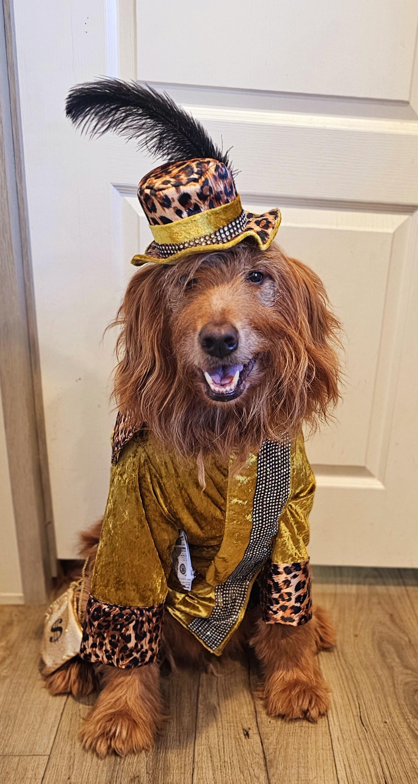 - Pimp pet costume, pimp dog costume, gangster pet costume, gangster dog suit, pet pimp suit, pimp cat costume, dog gangster costume