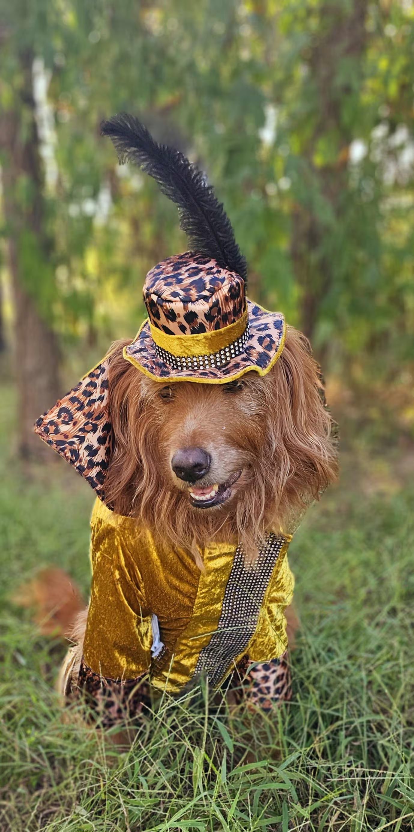 - Pimp pet costume, pimp dog costume, gangster pet costume, gangster dog suit, pet pimp suit, pimp cat costume, dog gangster costume