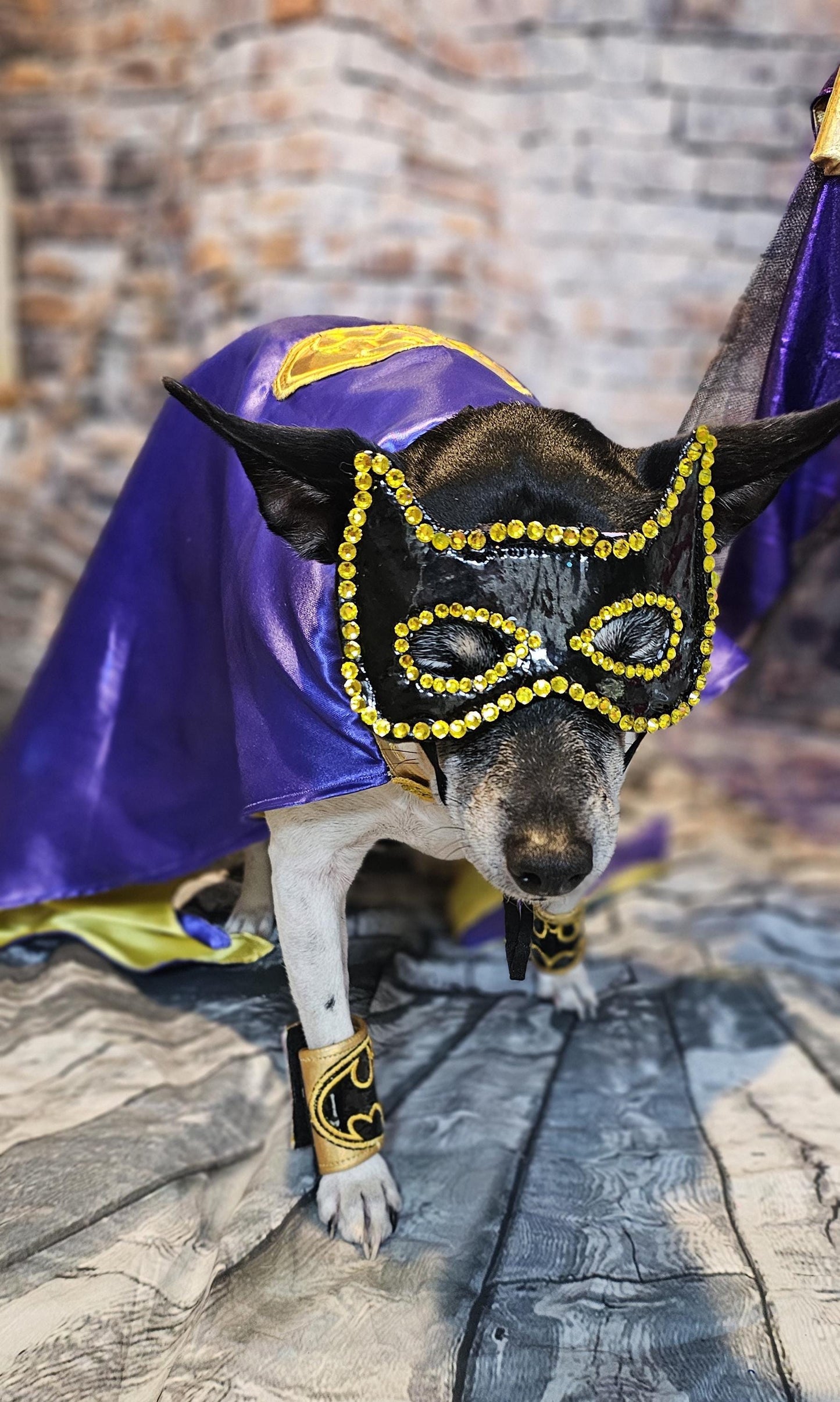 Batgirl pet costume, Batgirl dog costume, Batgirl cat costume, Batgirl pet cape, Batgirl Halloween costume, pet Batgirl, dog Batgirl costume